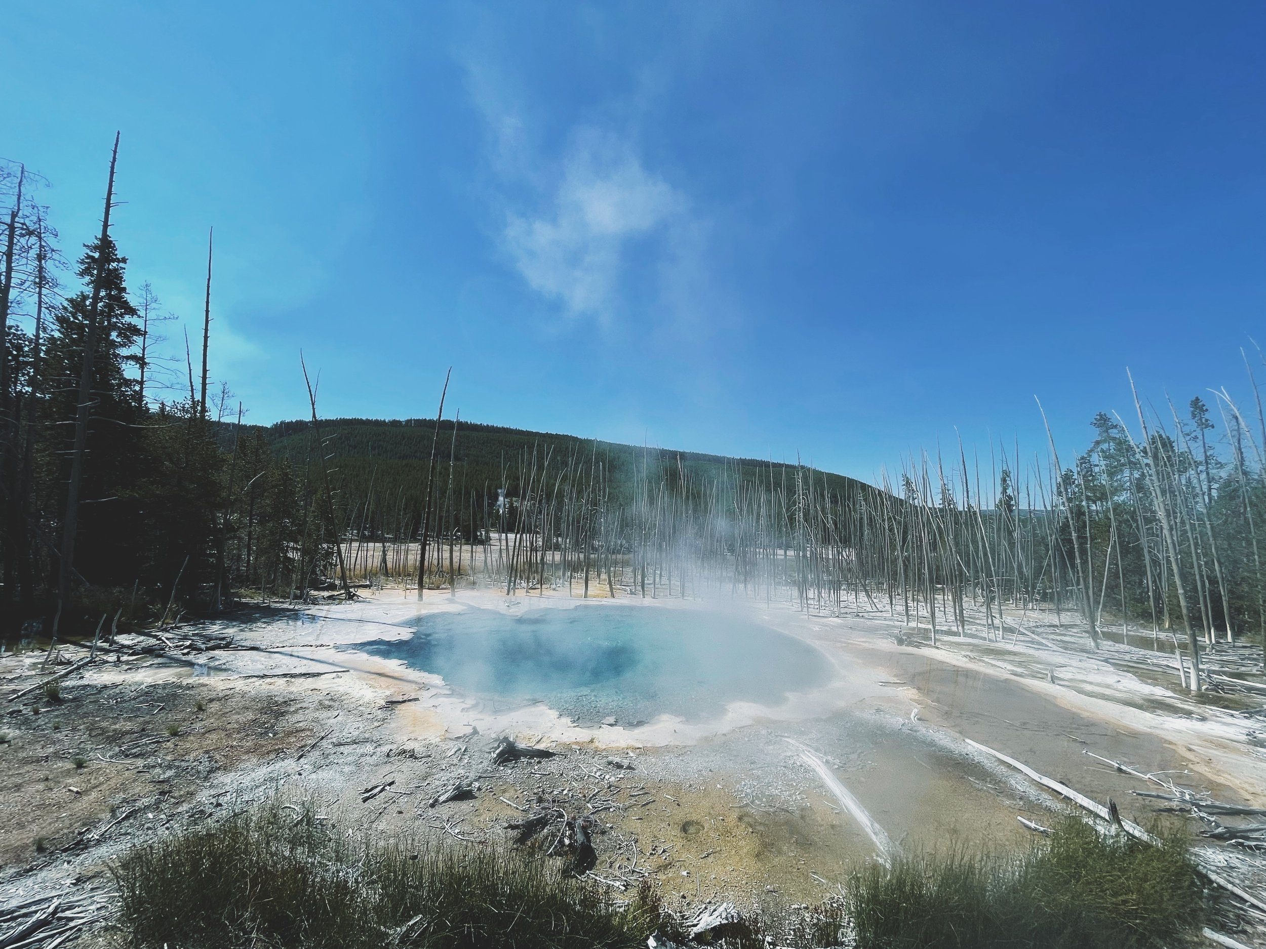 Cistern Spring in Norris Geyser Basin with clear blue water, rising steam, and dead trees from surrounding geothermal activity.