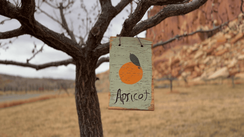 Apricot orchard sign in the Fruita historic district of Capitol Reef National Park Utah