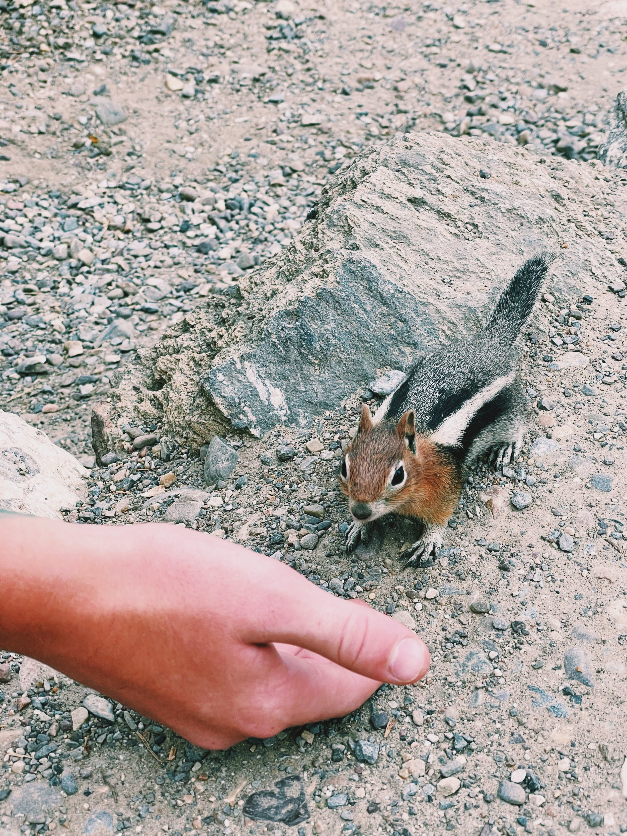 Chipmunks were very friendly at the top of Inspiration Point.