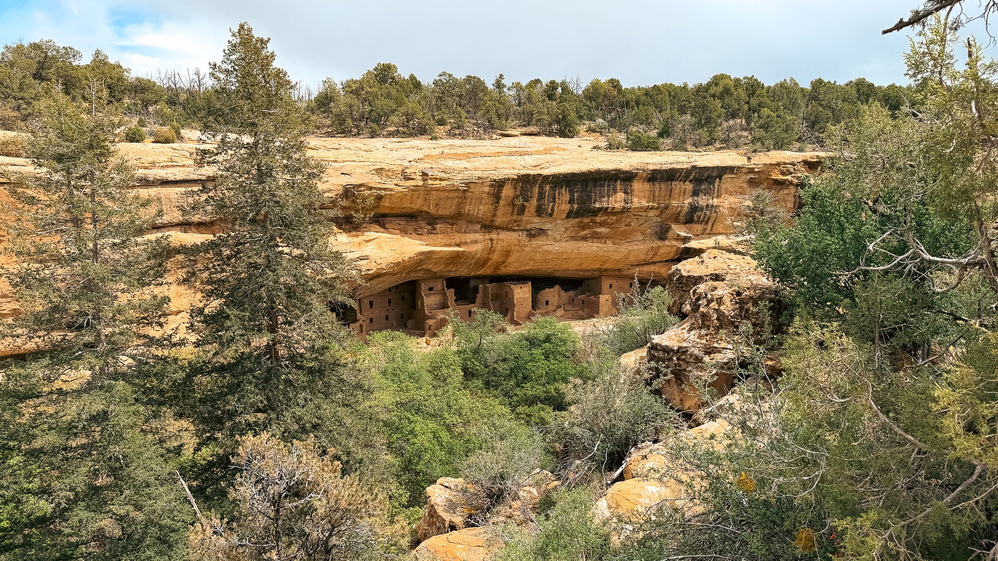 Spruce Tree House cliff dwelling built into a sandstone alcove at Mesa Verde National Park in Colorado.
