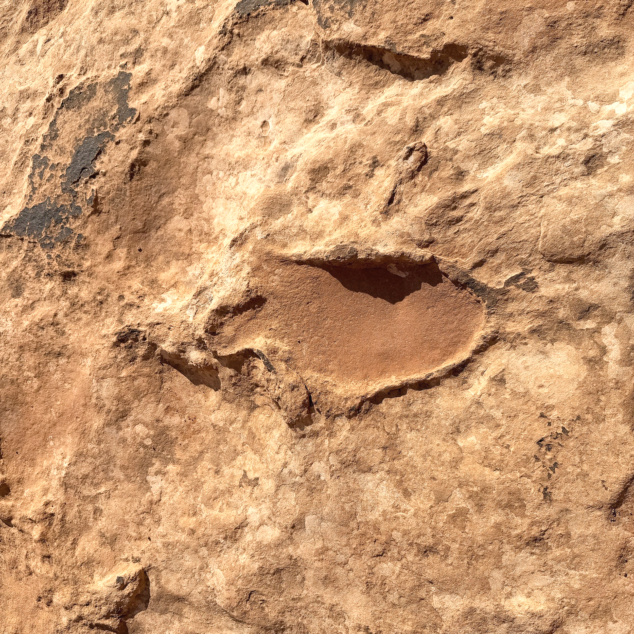 Close-up of a three-toed theropod dinosaur footprint preserved in sandstone near Corona Arch outside Moab, Utah.