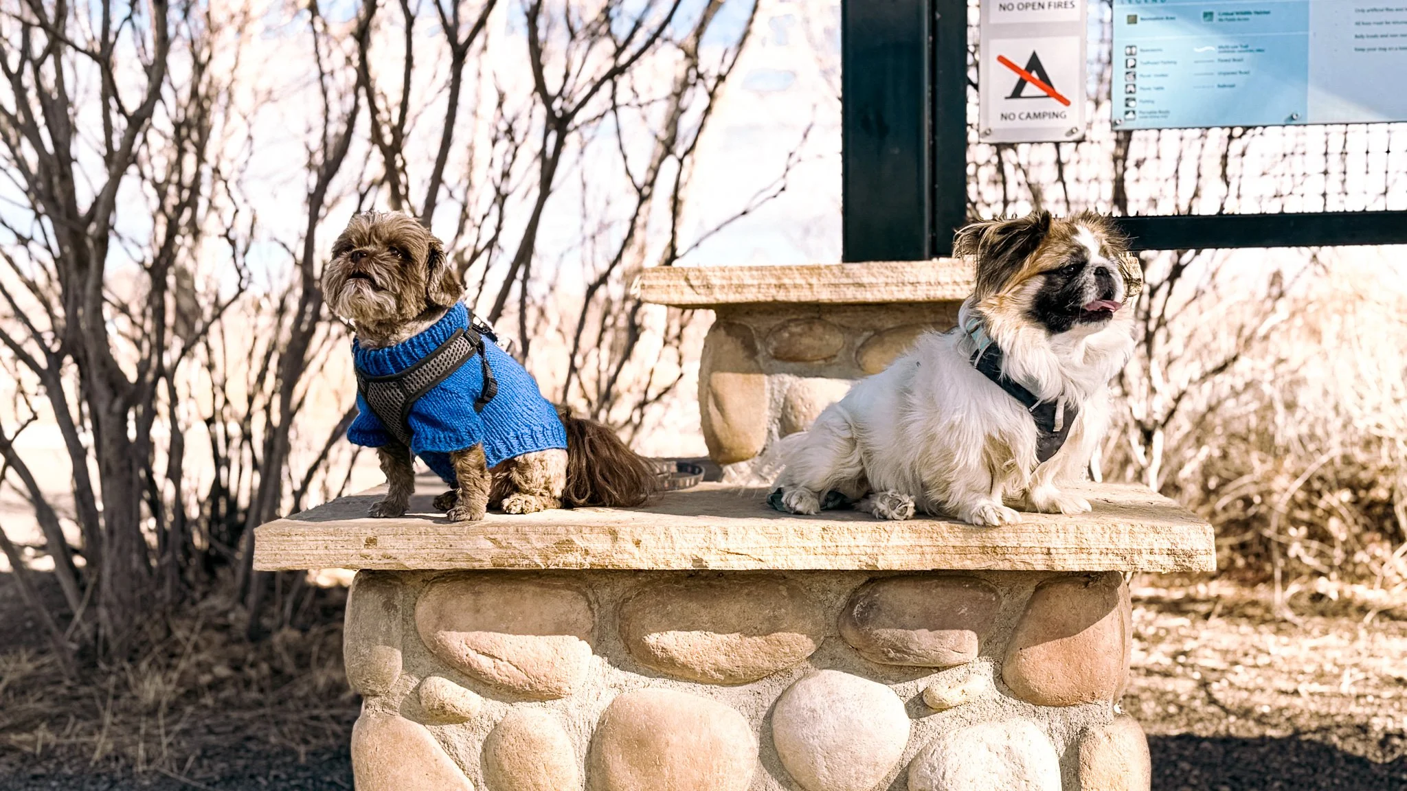 Two small dogs, Chloe and Teddy, sitting on a stone bench at Pella Crossing Park near Hygiene, Colorado on a sunny winter day.