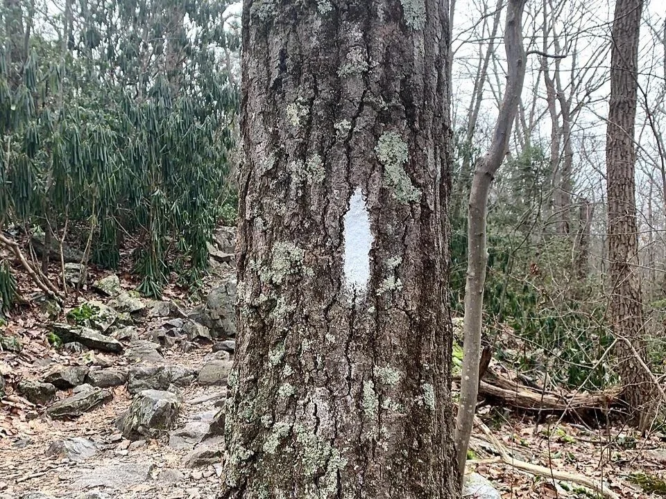 White blaze trail marker painted on a tree along a rocky section of the Appalachian Trail.