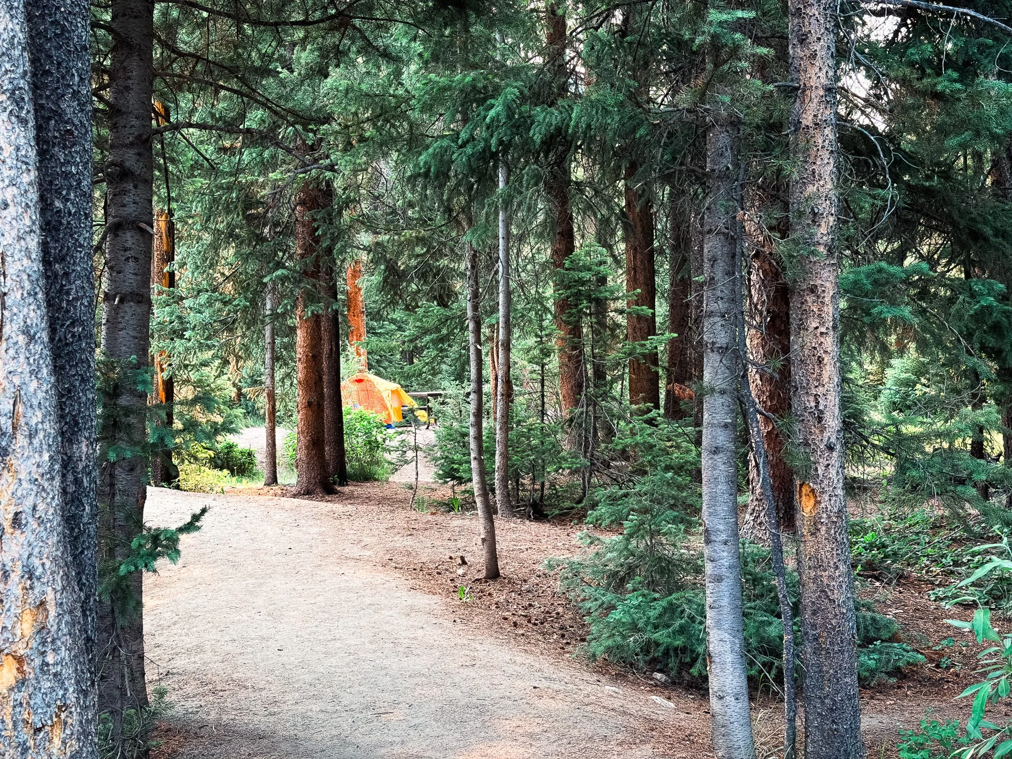 Forest path leading through campsites at Oh Be Joyful Campground near Crested Butte.