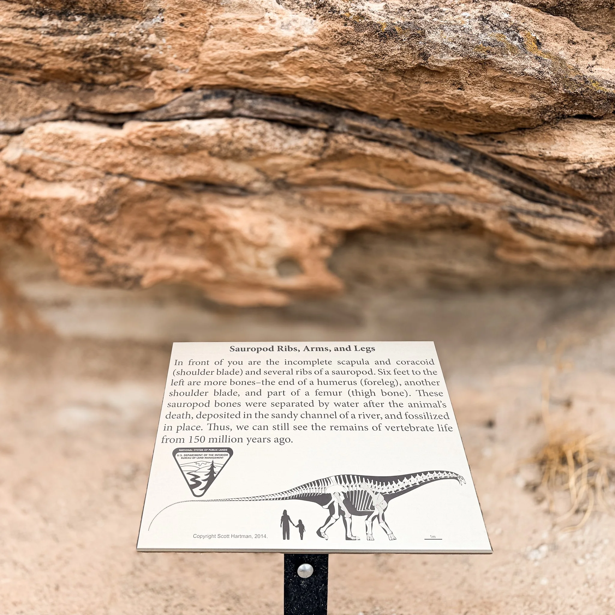 Mill Canyon Bone Trail near Moab, Utah, showing an interpretive sign and exposed sauropod fossil bones preserved in the Morrison Formation.