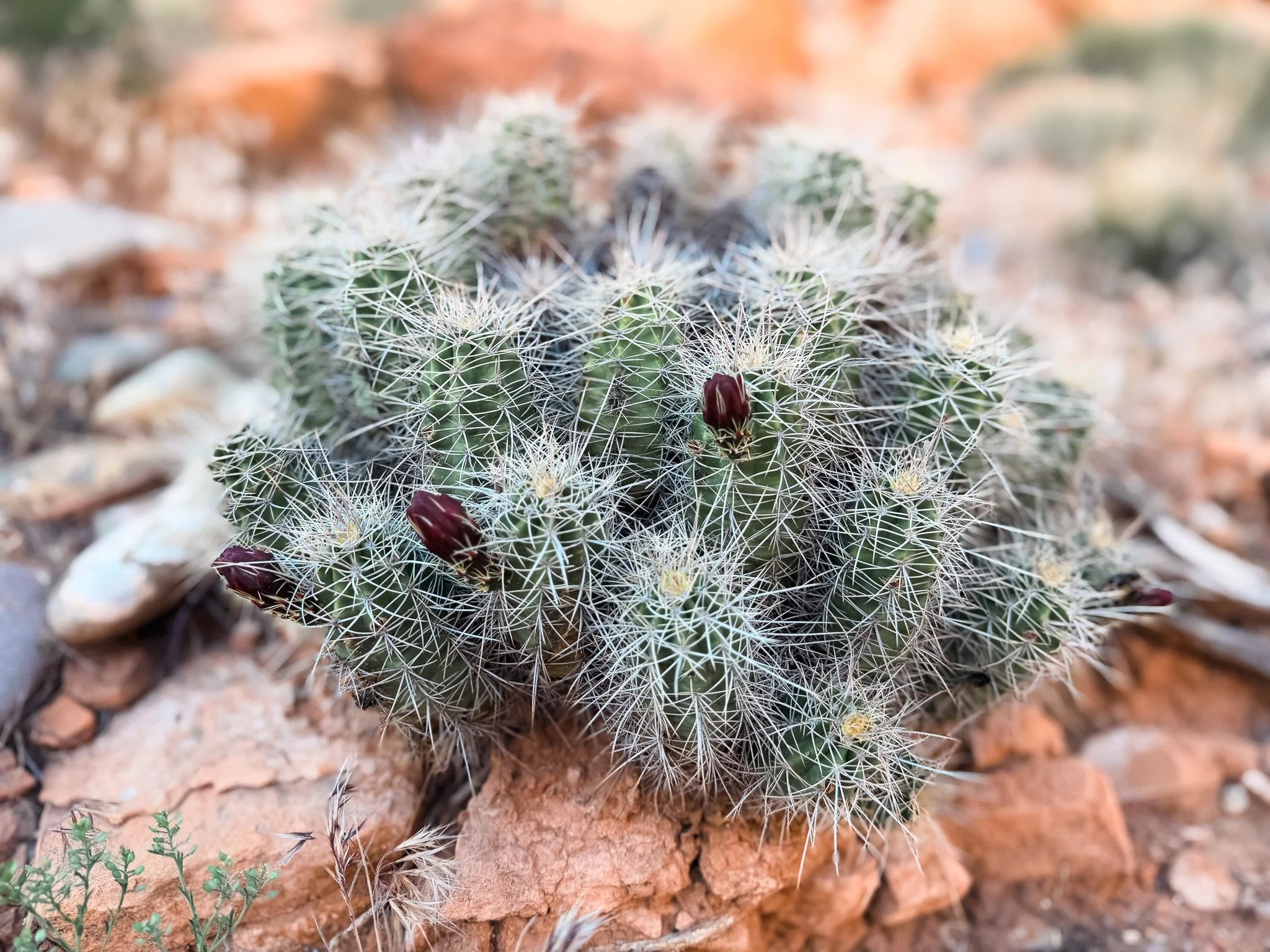 Utah Desert Plants and Wildflowers: What You’ll See Across the State