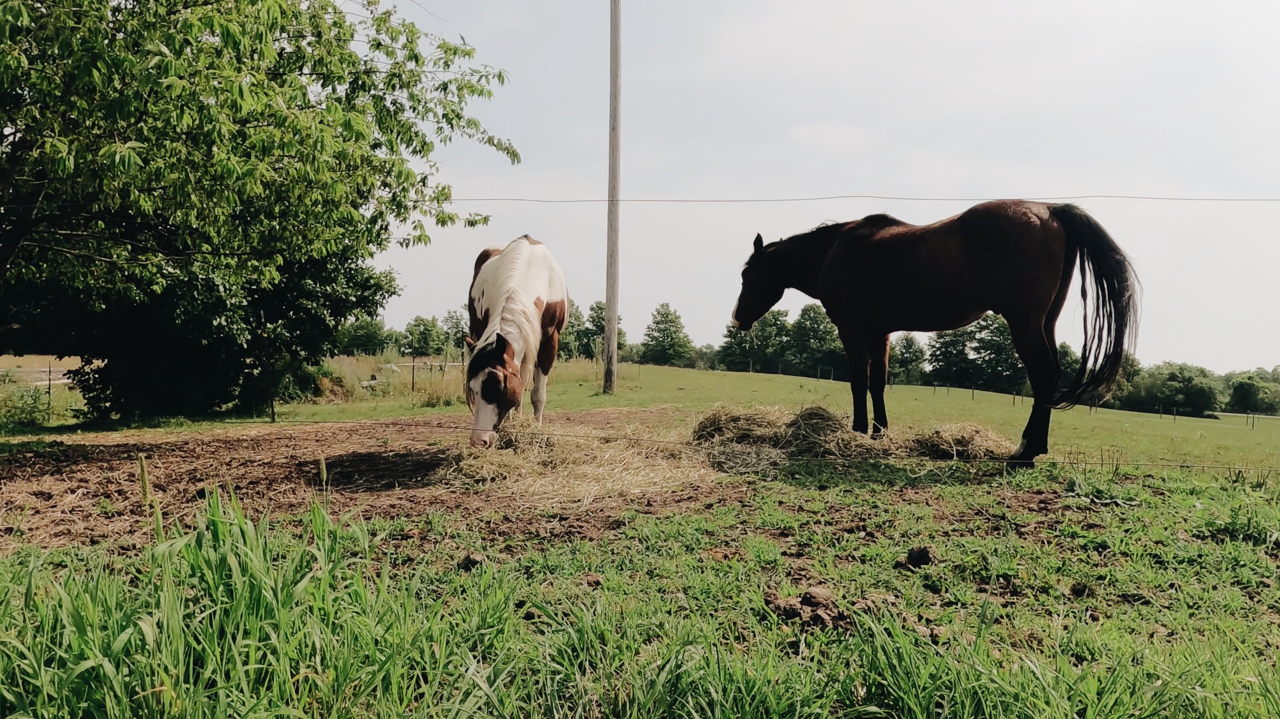 Horses seen at Washington Island Campground.