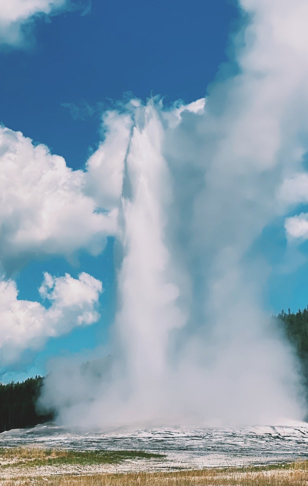 Old Faithful geyser erupting in Yellowstone National Park, sending a plume of steam and water into the air.