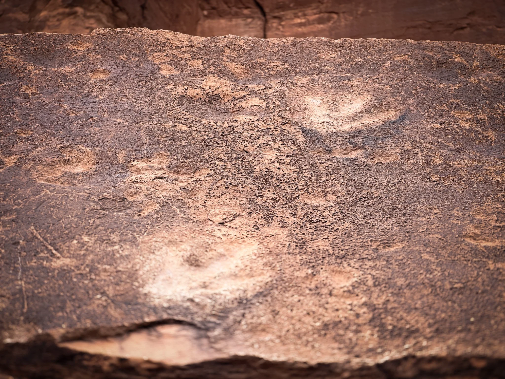 Close-up of a three-toed theropod dinosaur footprint fossilized in sandstone at Poison Spider Trail outside Moab, Utah.