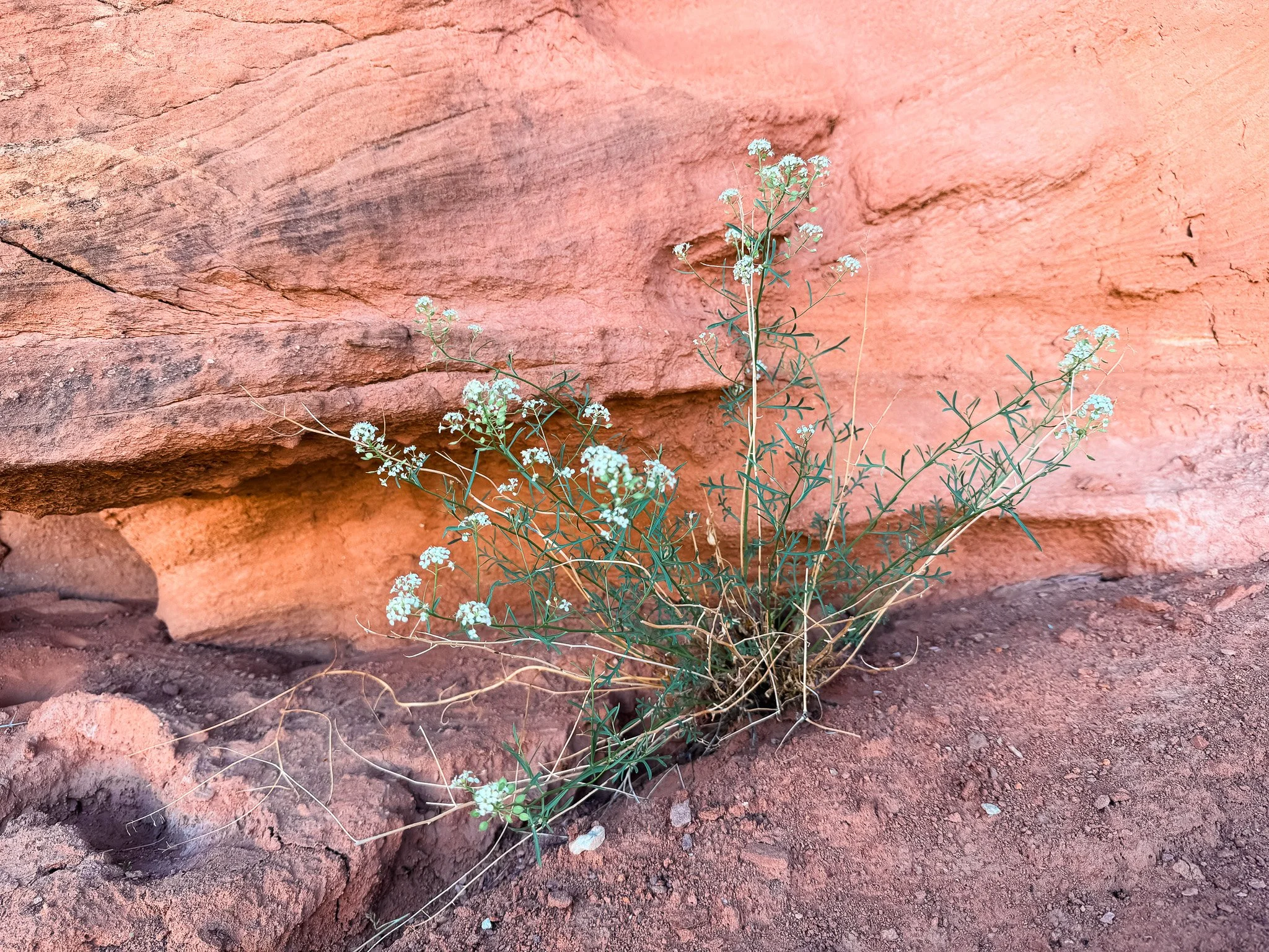 Small white wildflowers growing from a crack in red sandstone with desert cliffs and rock formations in the background.