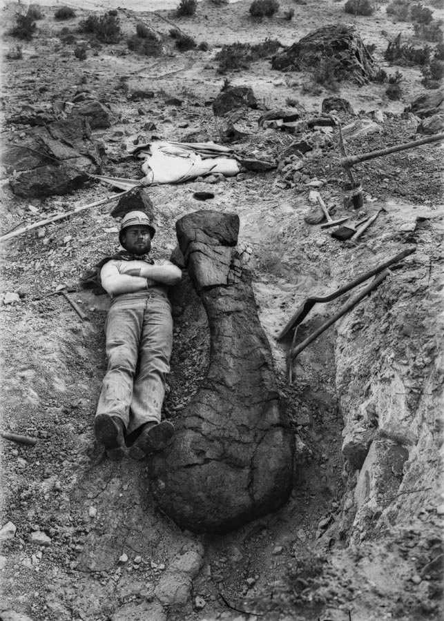 Historic black-and-white photo showing Elmer Riggs posing beside a massive dinosaur bone during early fossil excavations near Fruita, Colorado.