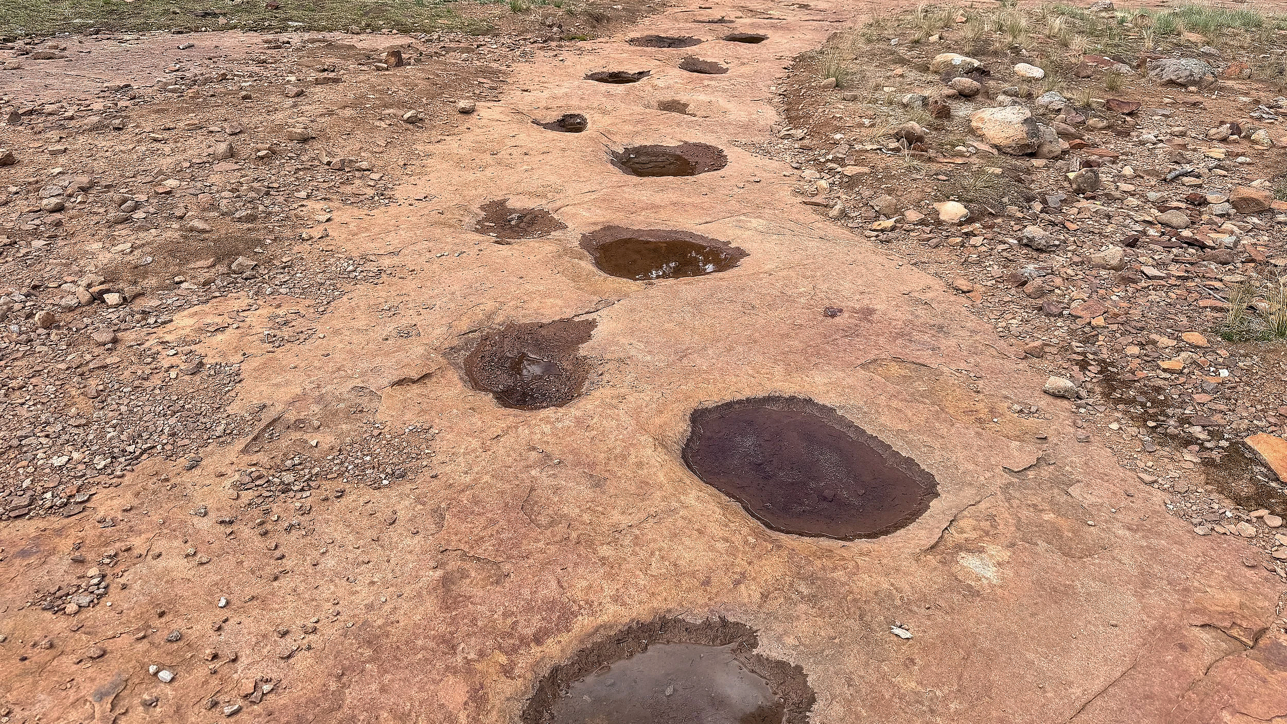 Sauropod dinosaur footprints filled with rainwater on an exposed rock slab at the West Gold Hill Tracksite above Ouray.