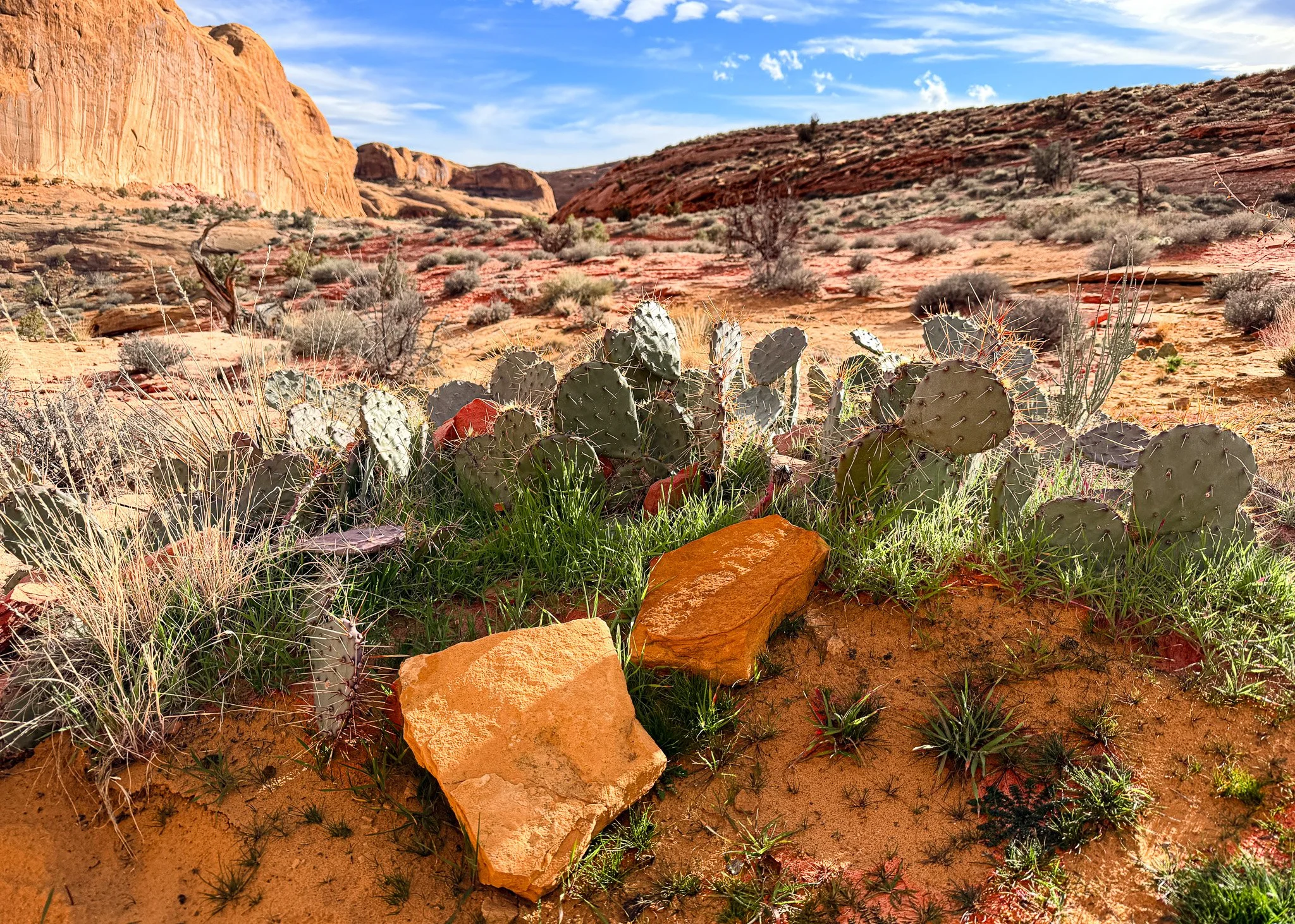 Prickly pear cactus growing in red sand with sandstone cliffs and desert shrubs in the background in southern Utah.