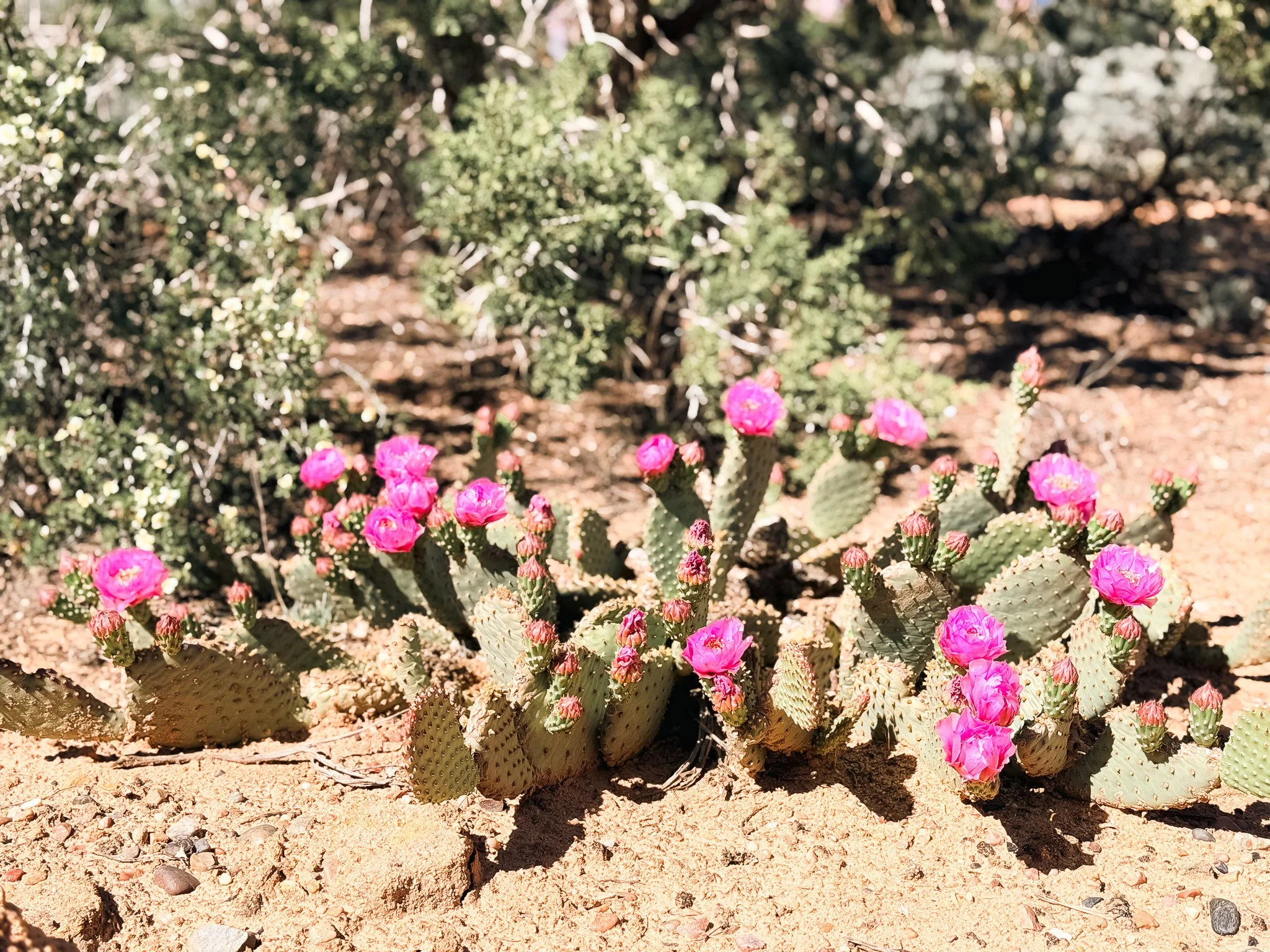 Prickly pear cactus with bright pink flowers growing in sandy desert terrain with shrubs in the background in Utah.