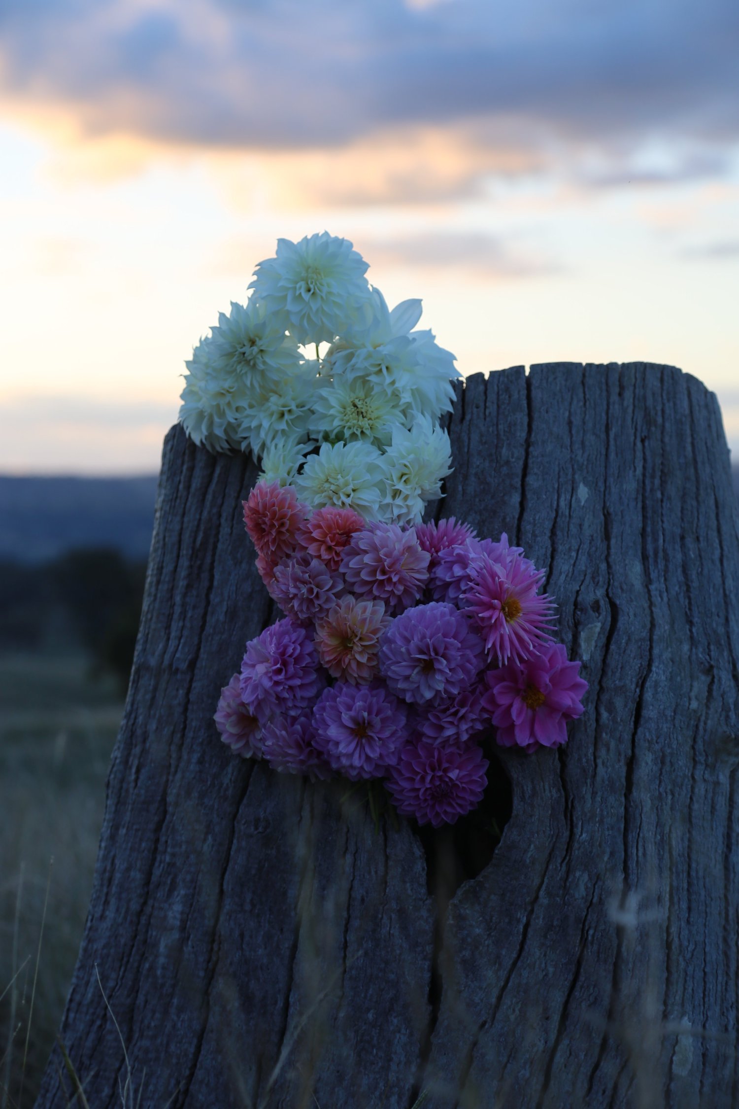 Cassilis Flowers | Flower Farm