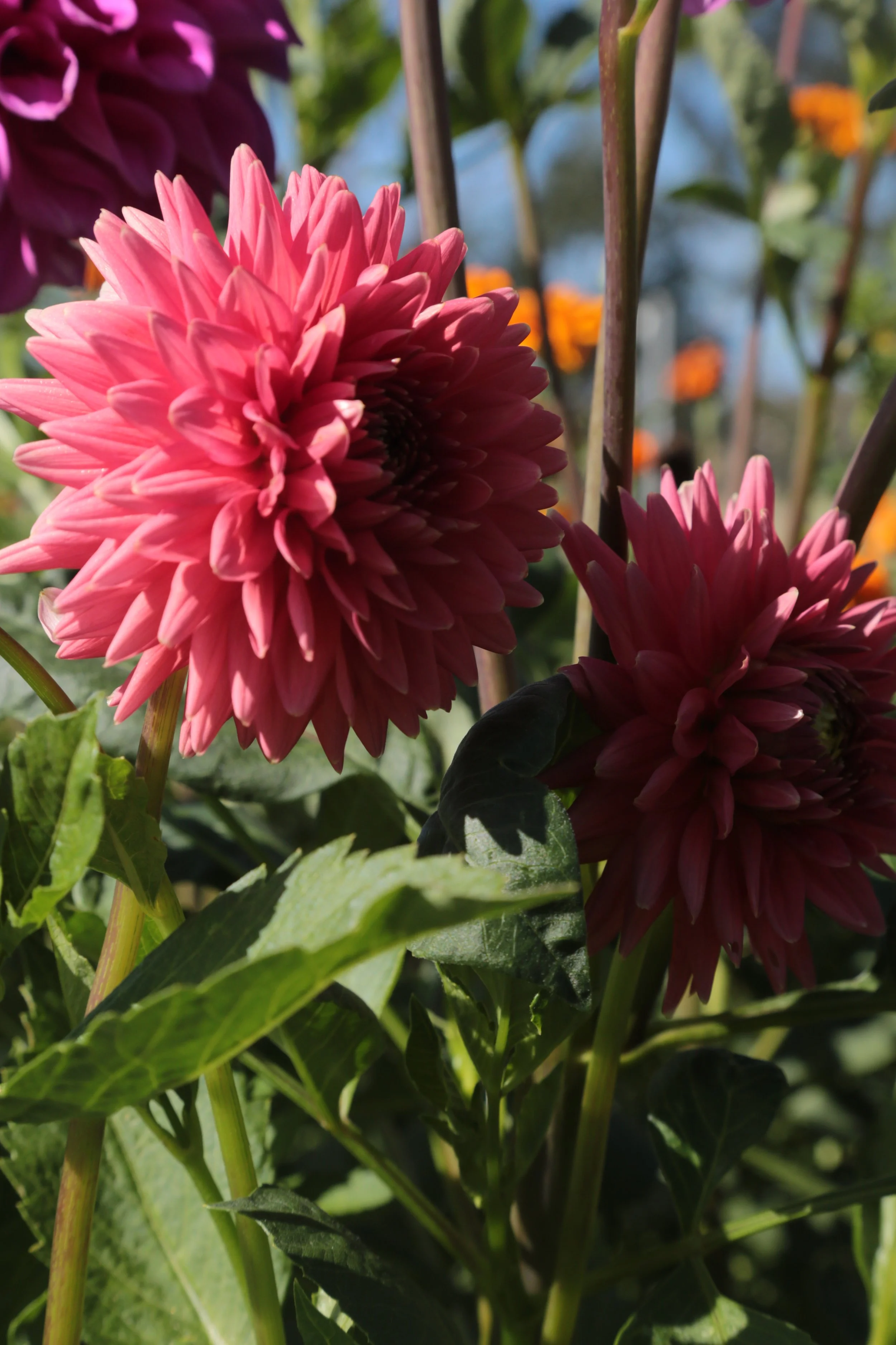 Araluen Katrina — Cassilis Flowers