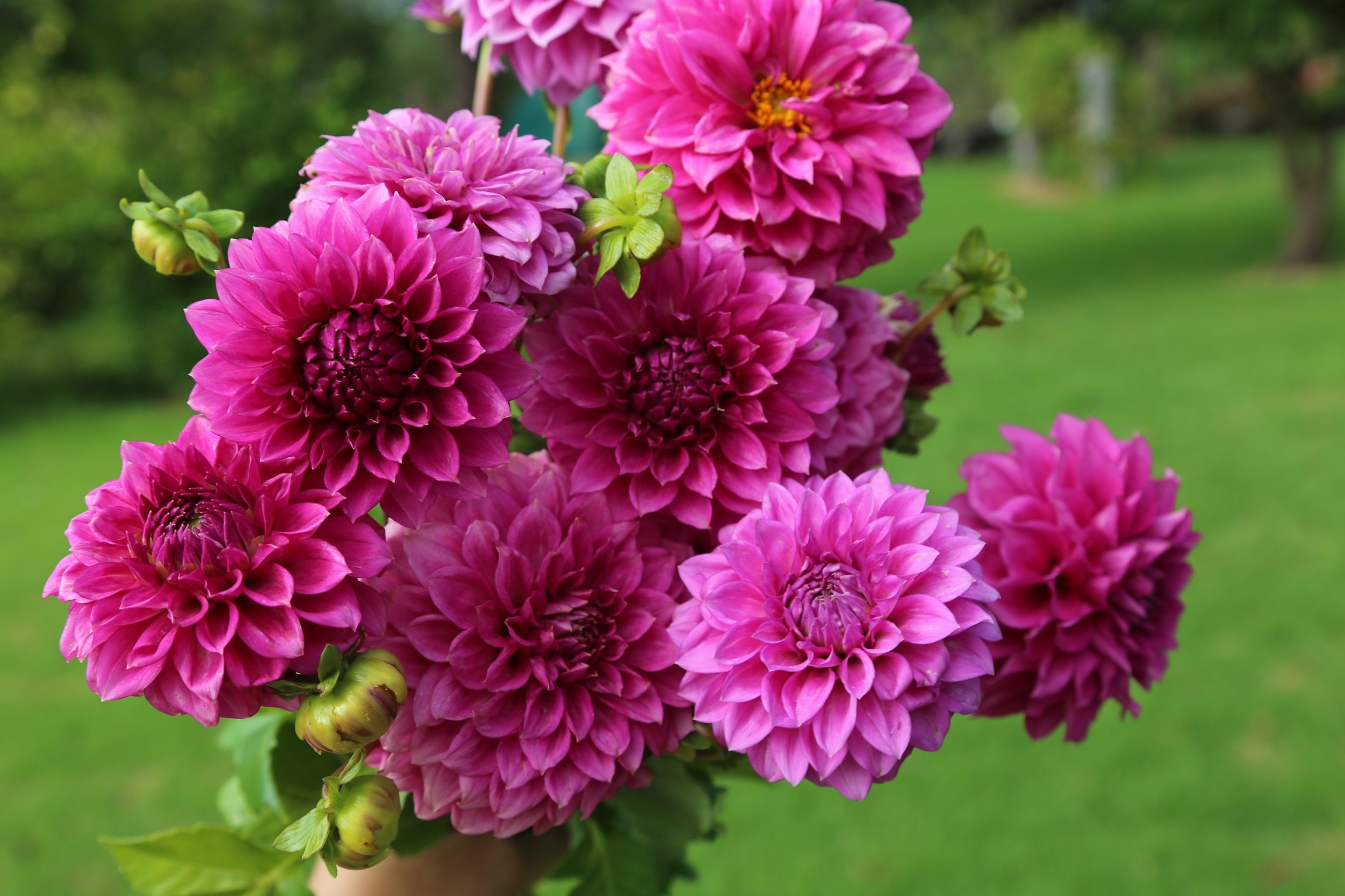 winkie cavalier dahlia