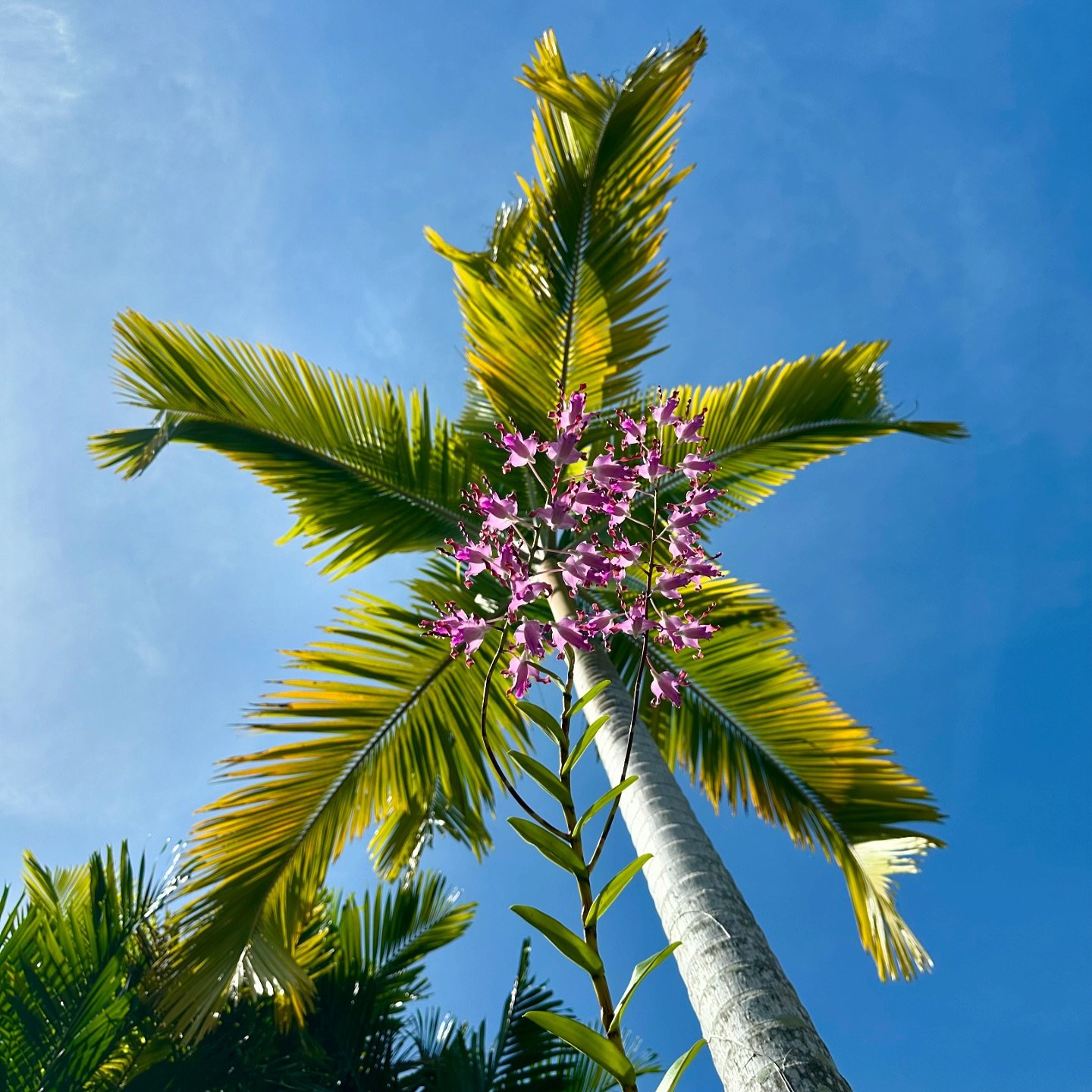 Good morning from #madangresort 🌴