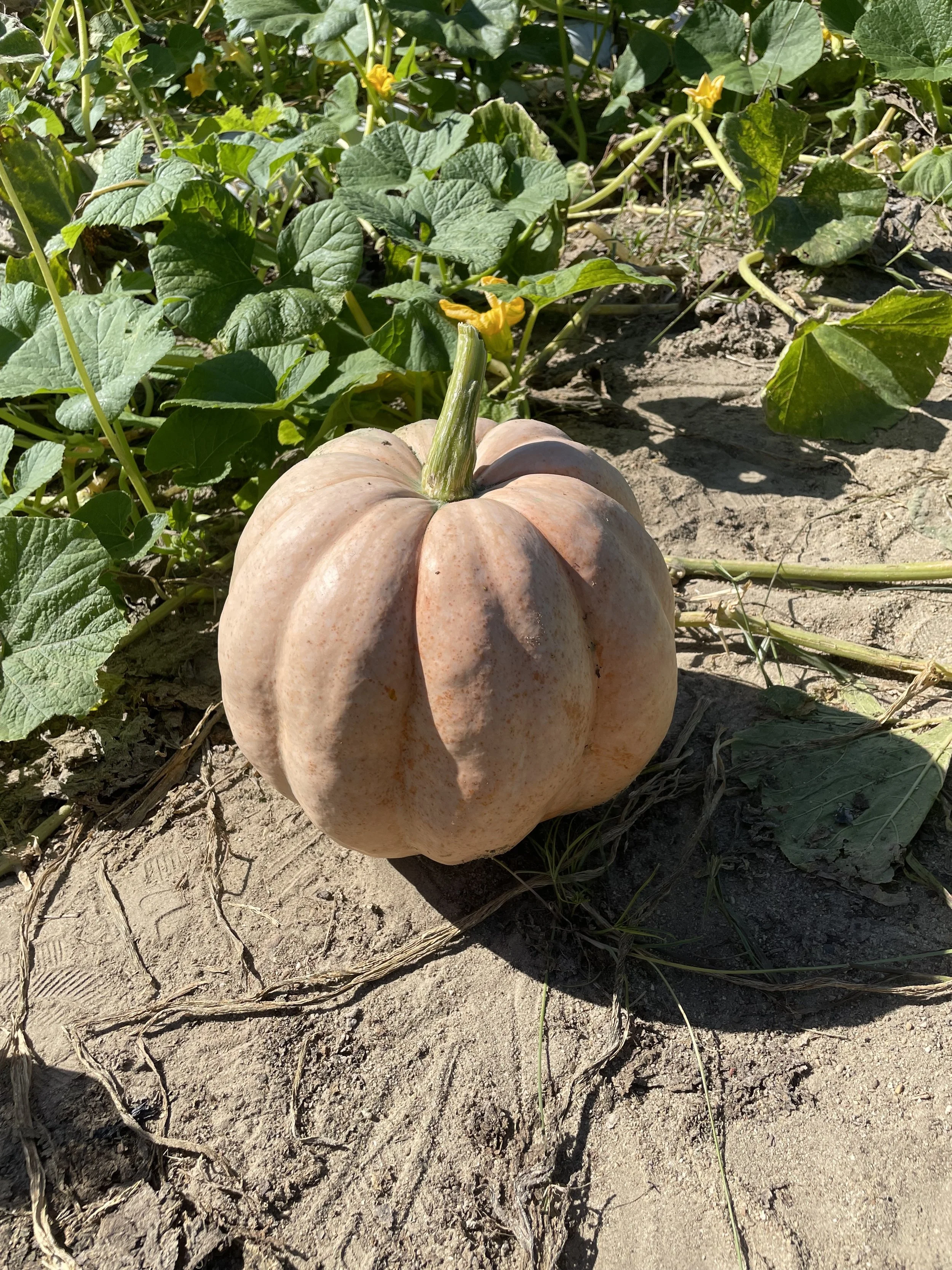 pumpkin farm -madrac .jpg