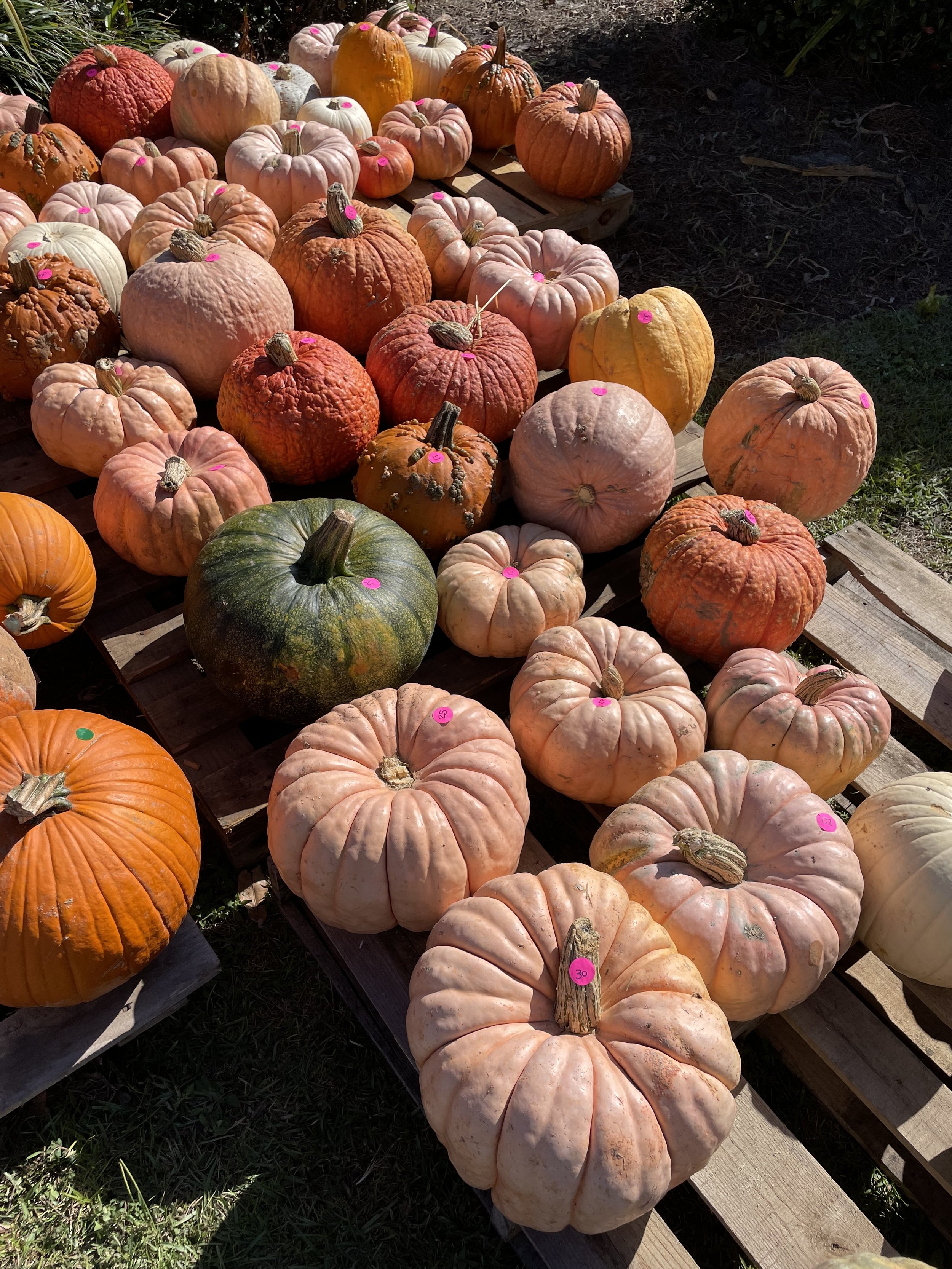pumpkins patch .jpg