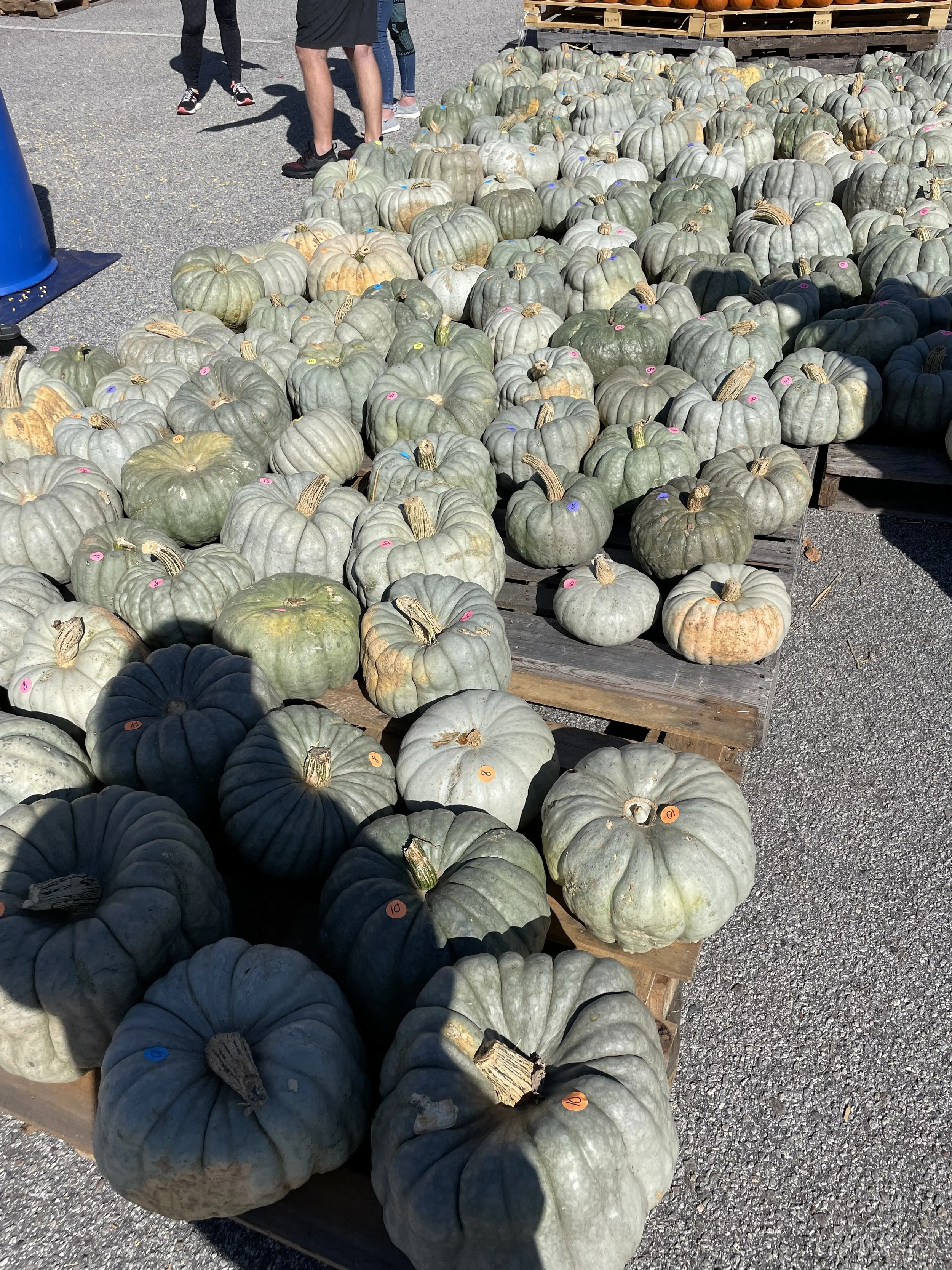 pumpkins.jpg