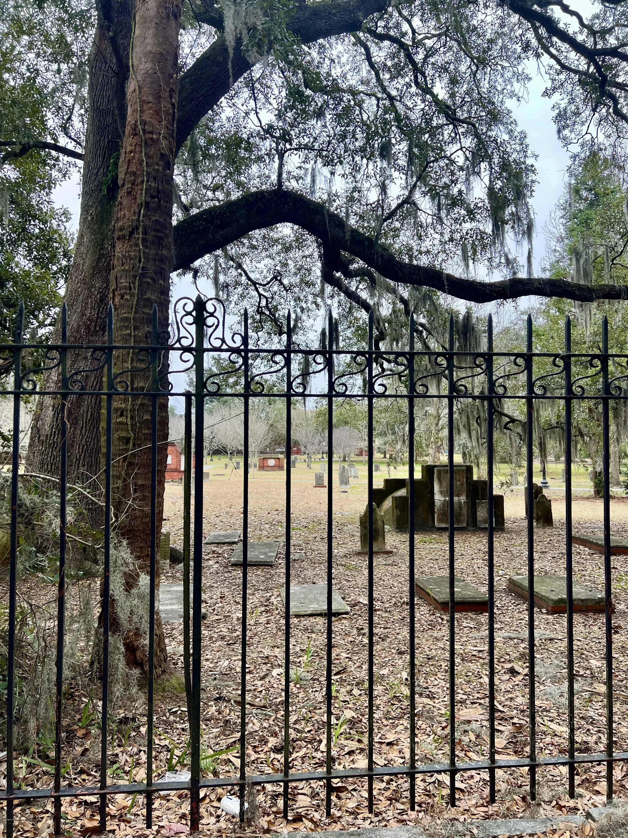 Historic wrought iron fence surrounding Colonial Park Cemetery in Savannah, Georgia, with centuries-old oak trees draped in Spanish moss and historic gravestones beyond the gate.