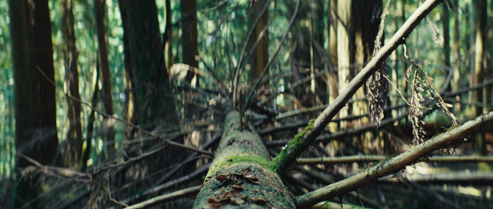 Fallen Tree_1.8.1.png