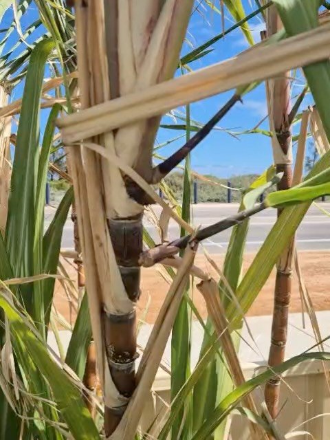 🌱 A little update on our Gero cane project!

Last year, we laid down our first-ever all-Gero rum, made from fresh sugarcane juice from cane we randomly discovered growing on a local farm. That discovery sparked the idea to plant our own sugarcane ar