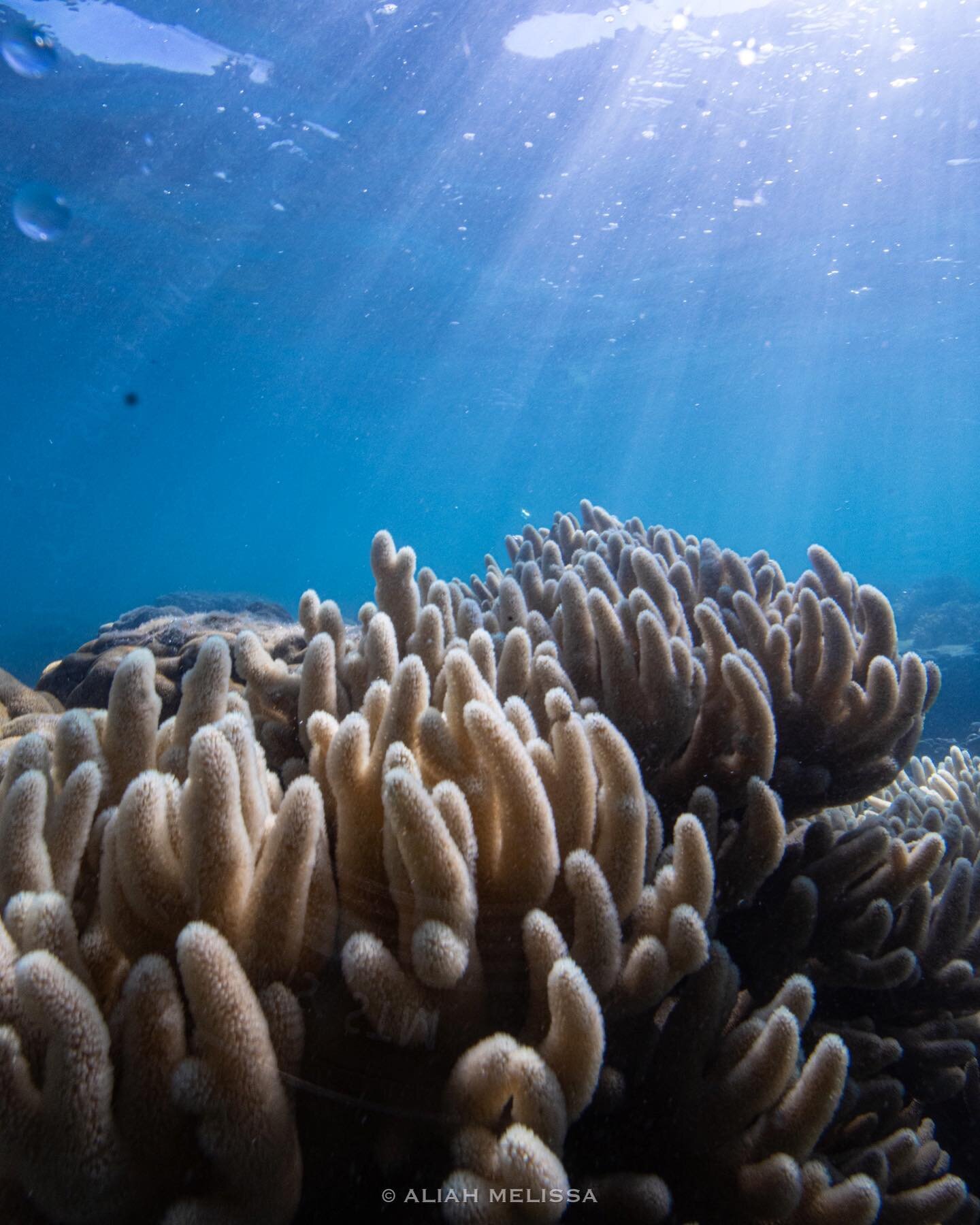 Let&rsquo;s all take a moment to give soft coral a little love&hearts;️🫶🥹
.
Taken at @jcu_oirs with @jamescookuniversity 
.
Shot on @canonaustralia @ikelite