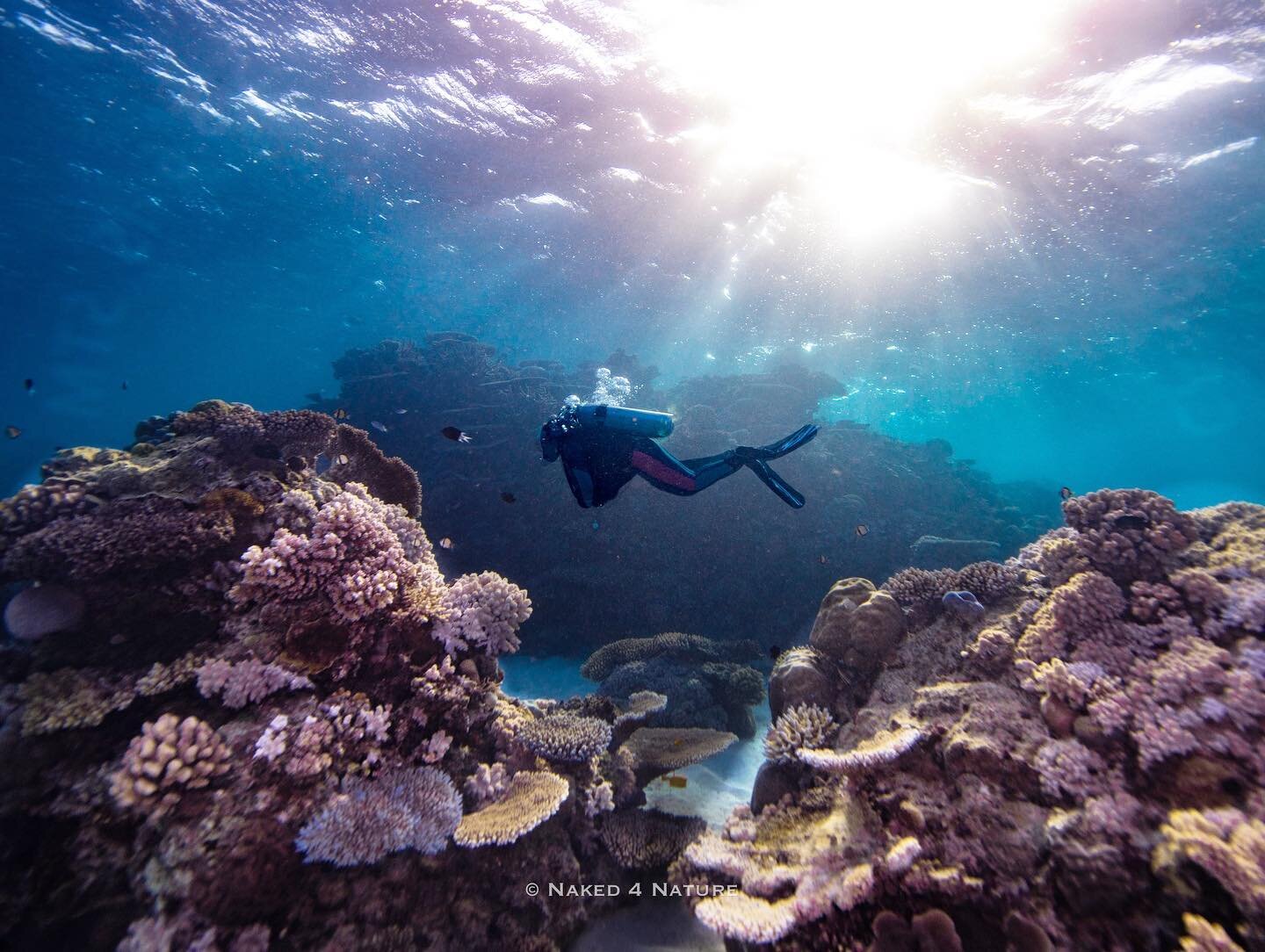 Ｂｅｎｅａｔｈ ｔｈｅ ｓｕｒｆａｃｅ l  i  e  s ａ ｗｈｏｌｅ ｎｅｗ ｗｏｒｌｄ
.

#underwater #underwaterphotography #diving #scubadiving #ocean #scuba #sea #underwaterworld #nature #dive #photography #uwphotography #padi #fish #sealife #underwaterlife #underwaterphoto #marinelif