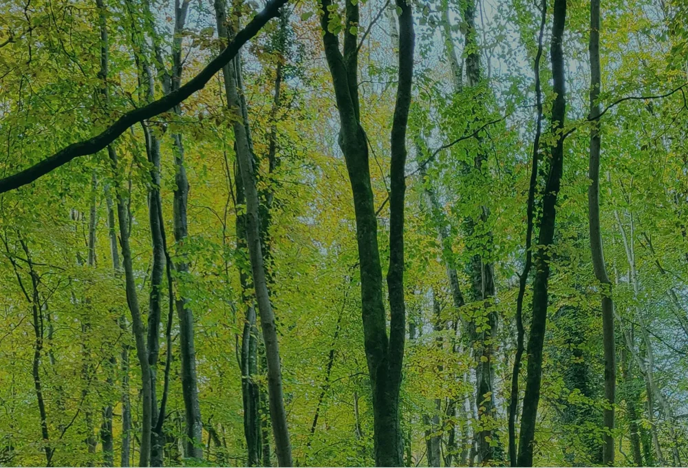 EI Screening Module — Ecosystem Intelligence