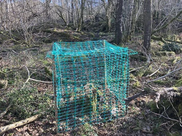 Effects of Trico on  seedling regeneration and coppice regrowth