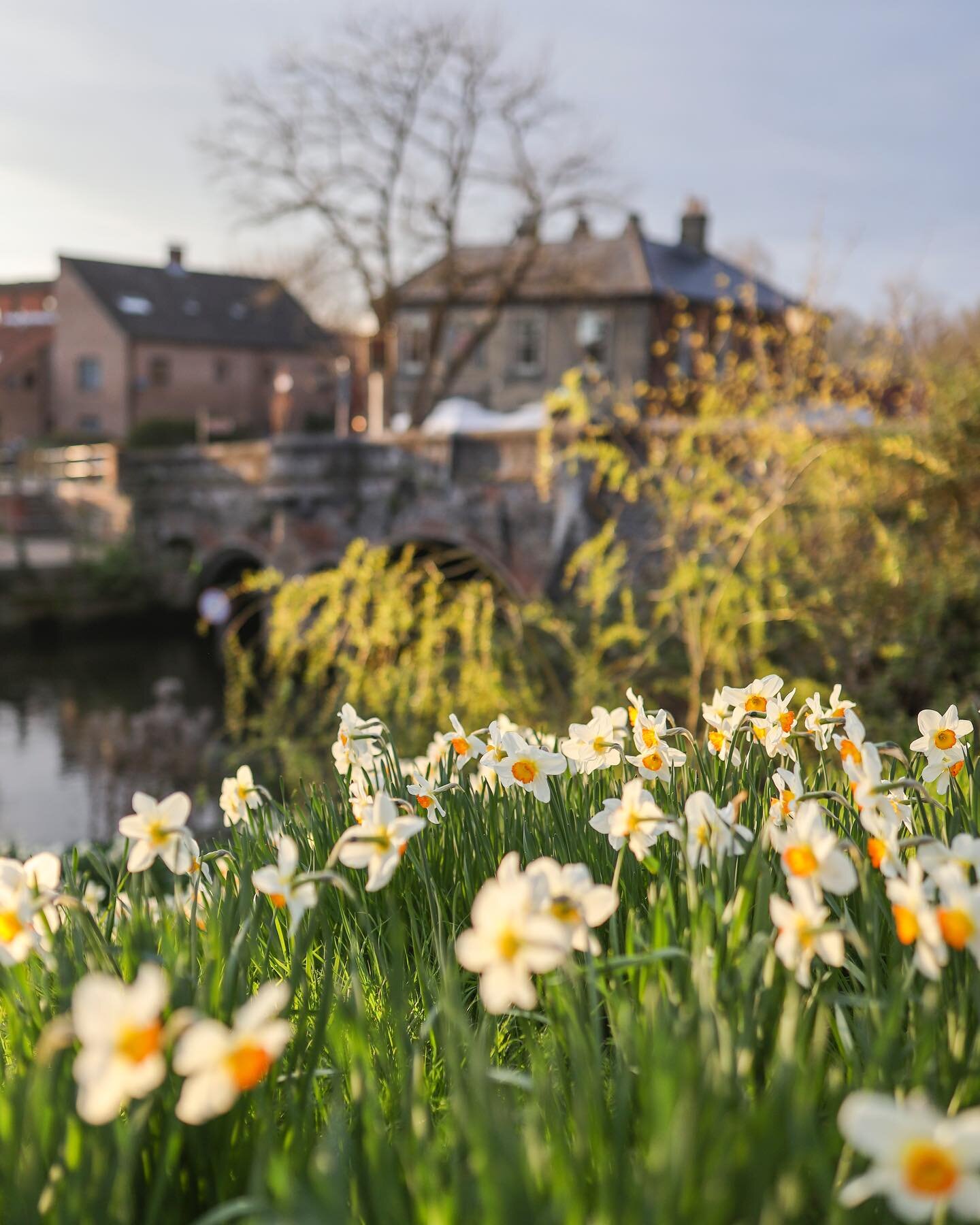 Happy Monday everyone 🌼

We wish you a great week, look at these beautiful flowerbeds of daffodils 😍

Do you recognise where this picture was taken from ? 👀