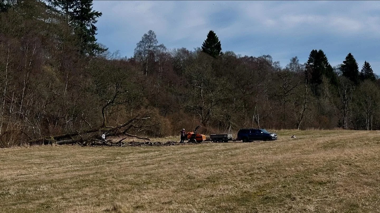 Hymenoscyphus fraxineus (ash die back) is having a devastating impact on our woodlands and wild spaces in Perthshire (and beyond). You will not have to travel far to see its impact.

This big old tree was really badly affected, and was regularly drop