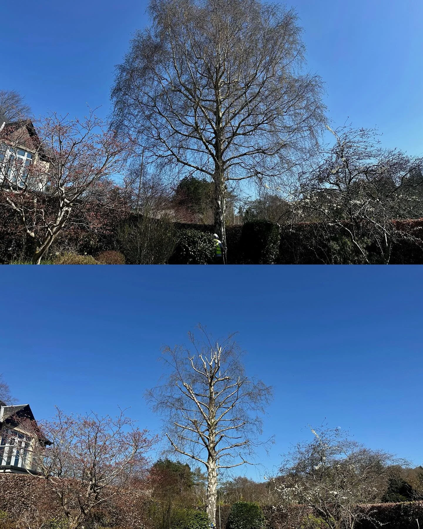 A quick pop back home from my holidays for a heavy birch reduction. Conservation area approval right at the wrong time for me 😂

This had been previously pruned a few years ago, and had lapsed significantly since then. It had dropped a few big limbs