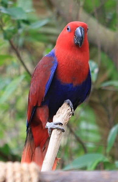 eclectus.jpeg