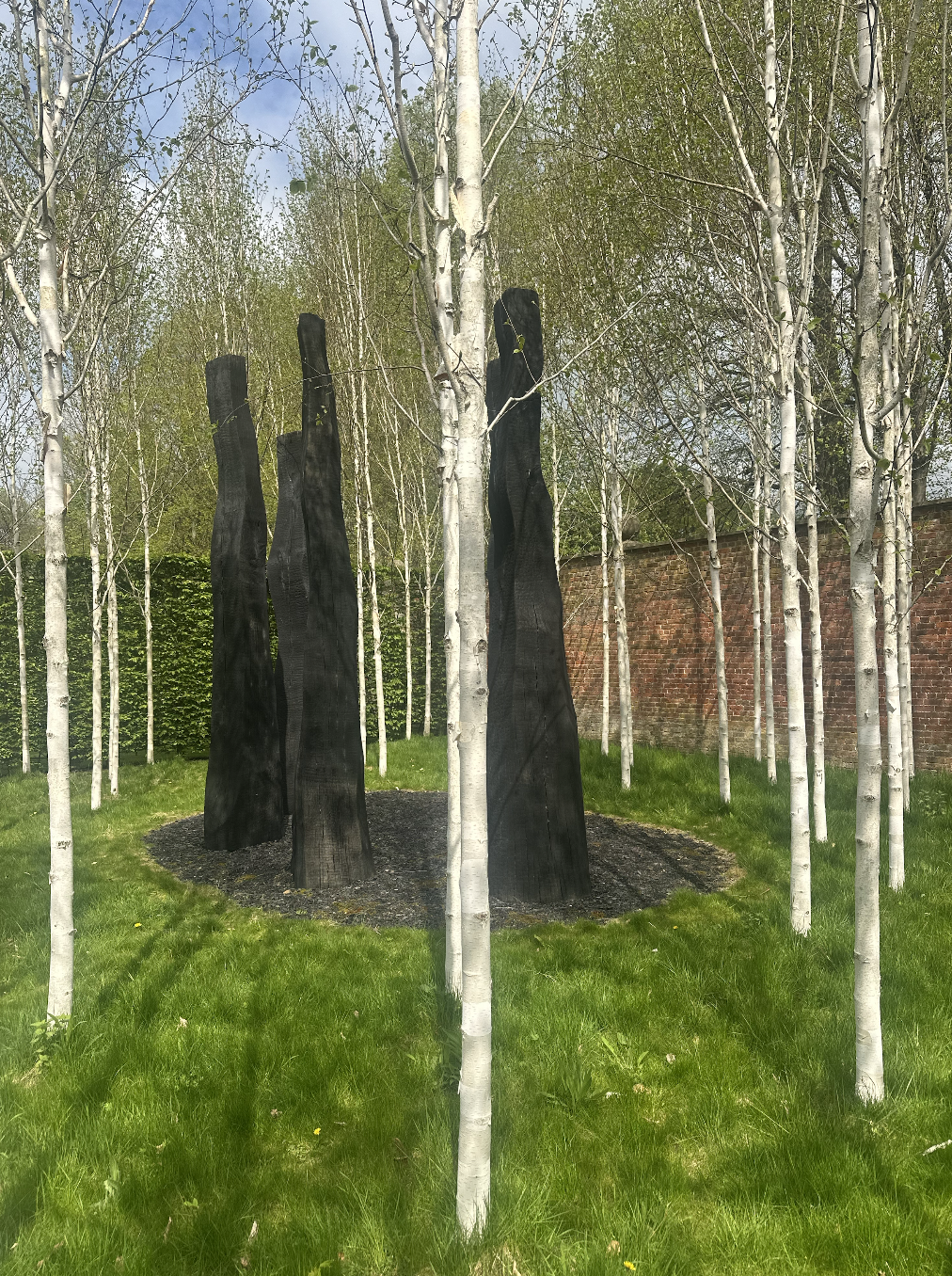 David Nash sculpture surrounded by white birches