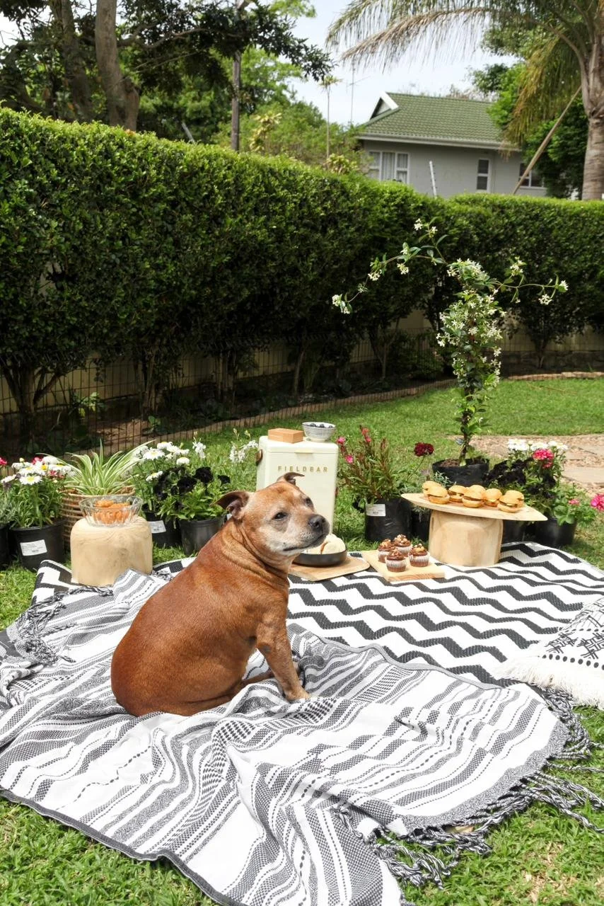 A dog sitting on a black and white striped blanket during a backyard picnic, with flowers, a small table holding cupcakes and sandwiches, and a background of greenery and trees.