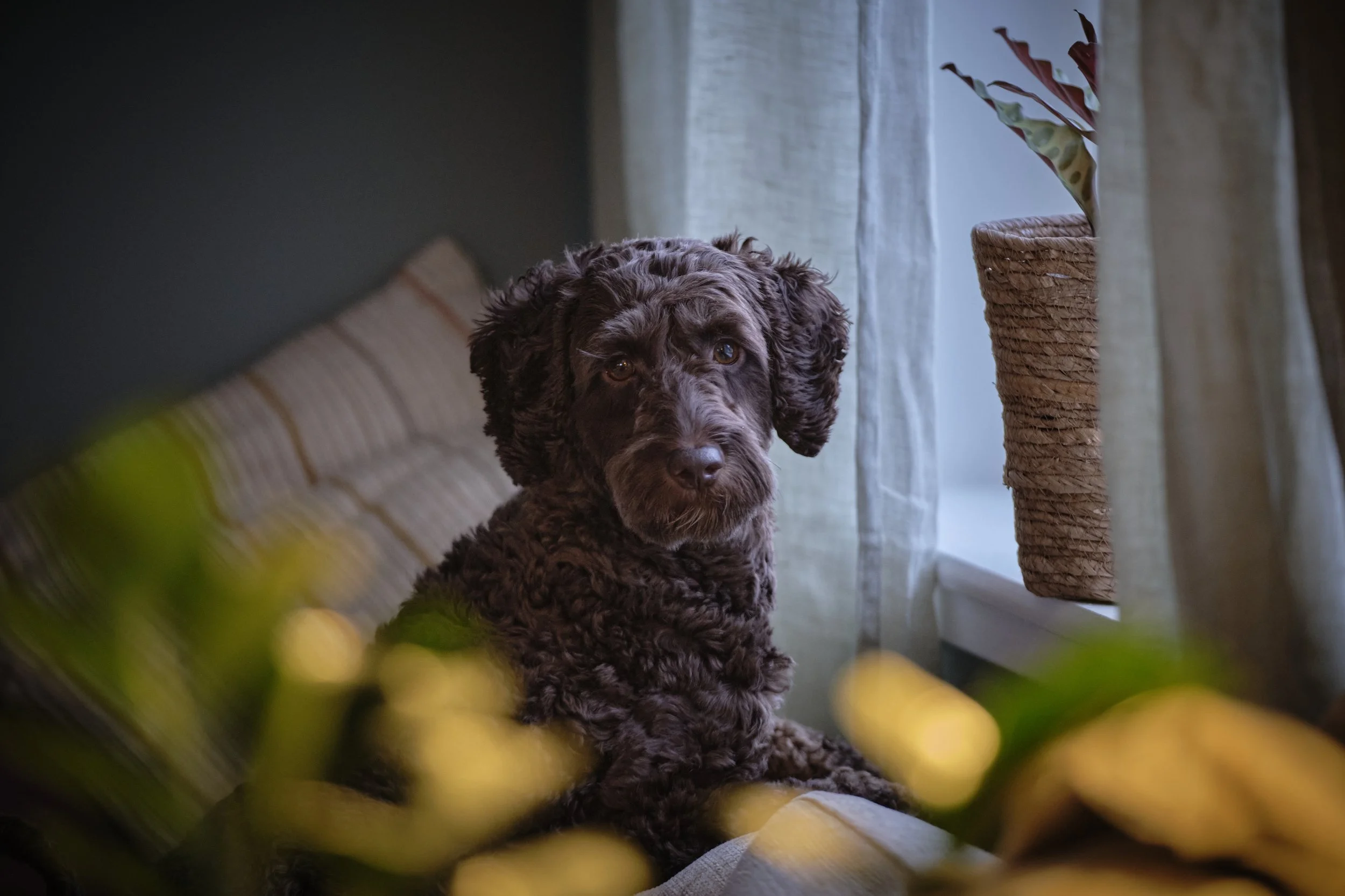 Ziggy _DSF6601 Chris Schaal.jpg