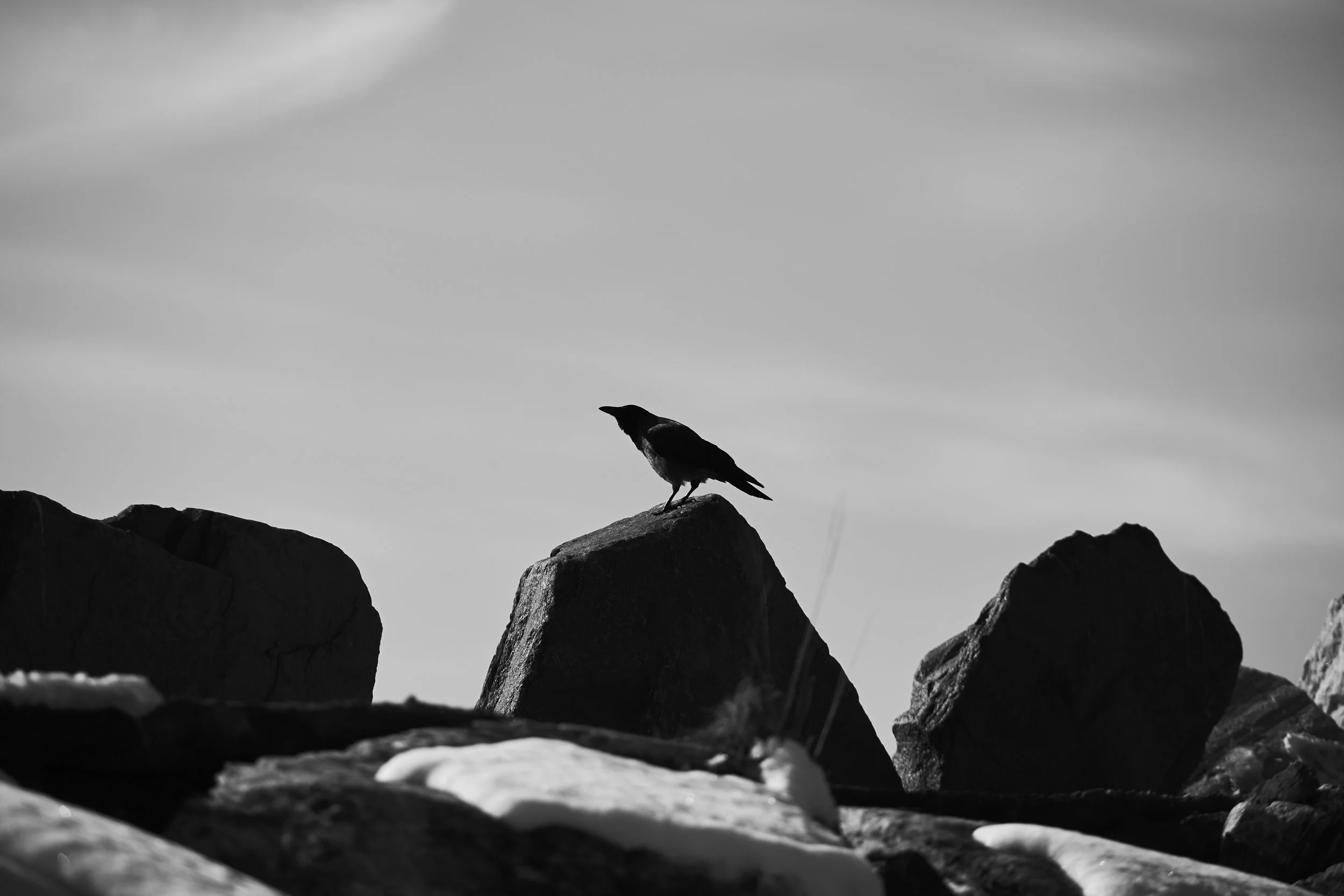 Kråke 2.jpg