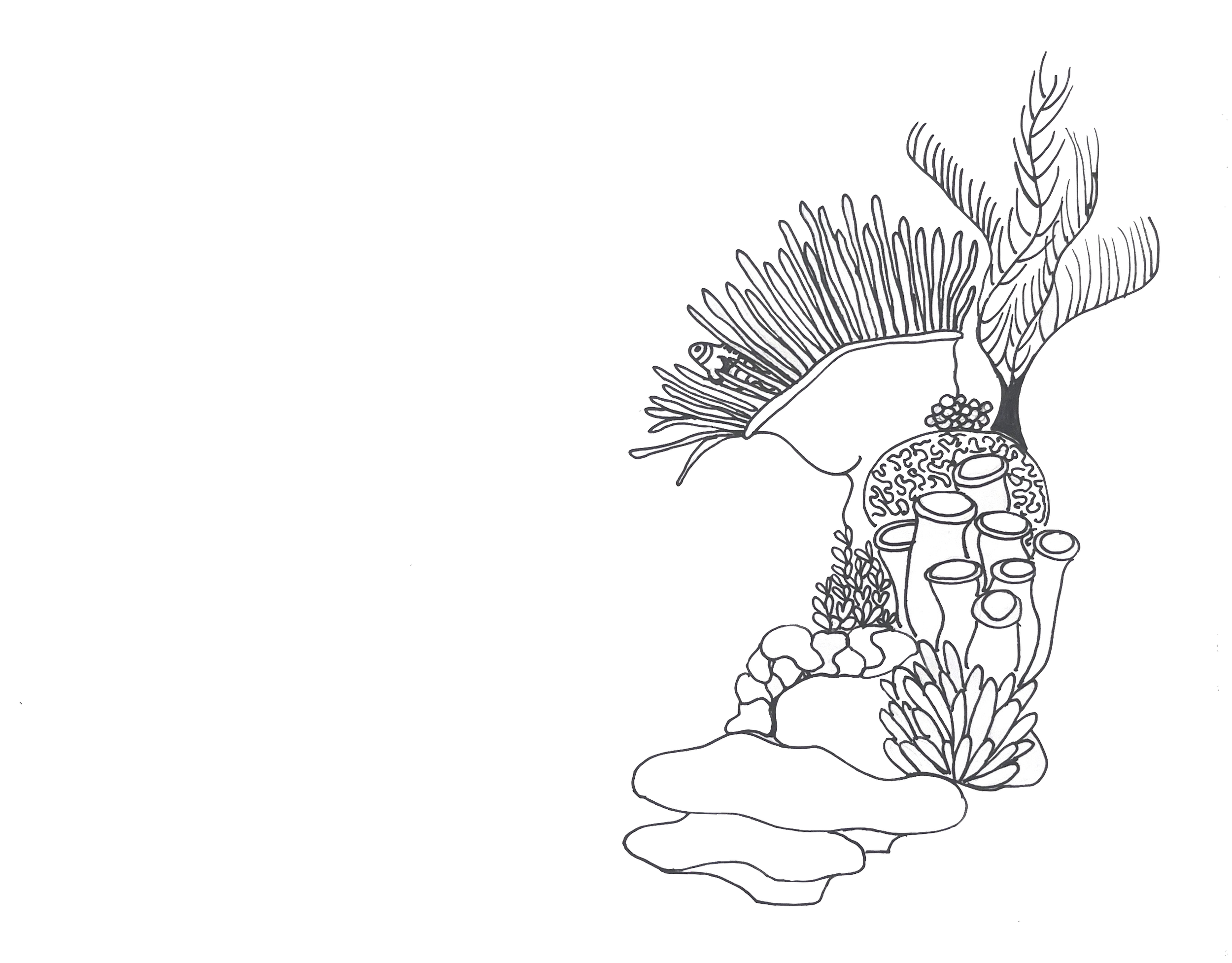 Nemo drawing.png