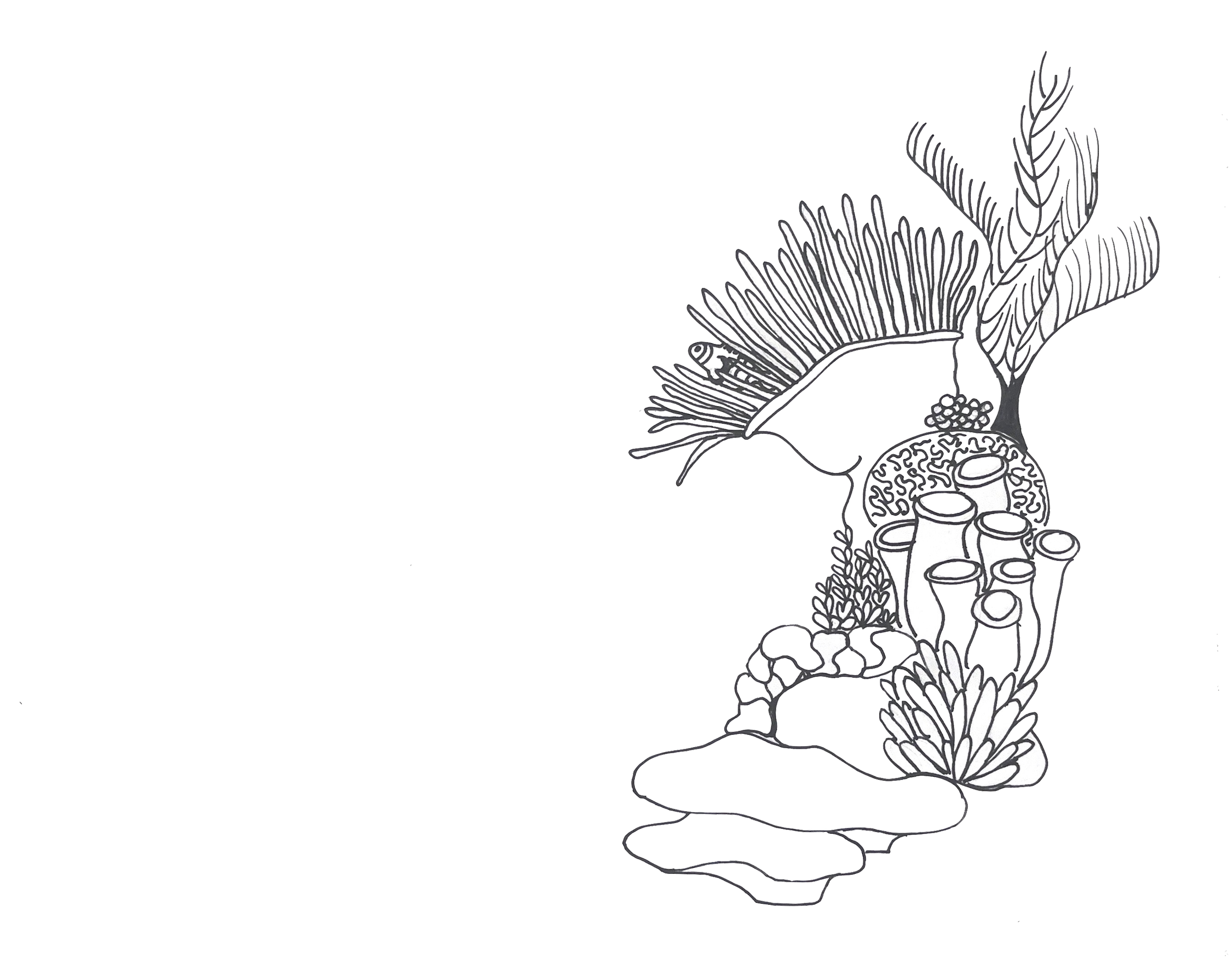 Nemo drawing.png