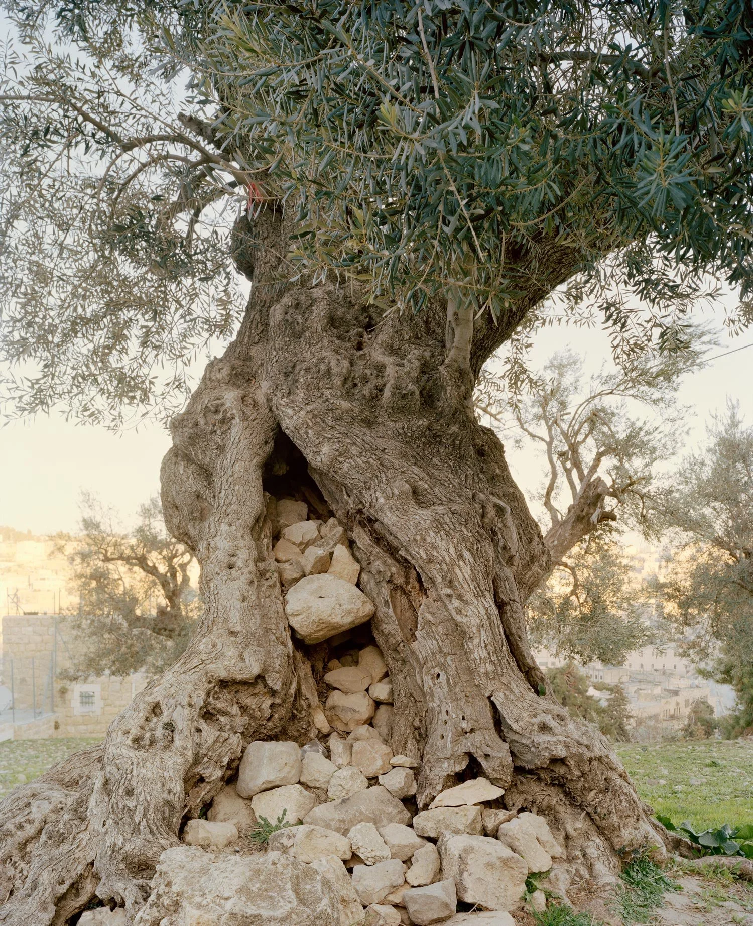 #015_ISRAEL : Pigment Print on Baryta Paper 297 x 420 mm ☙ Limited Edition 4 + 1AP