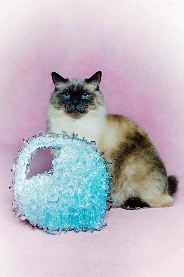 Clio Peppiatt - Accessories