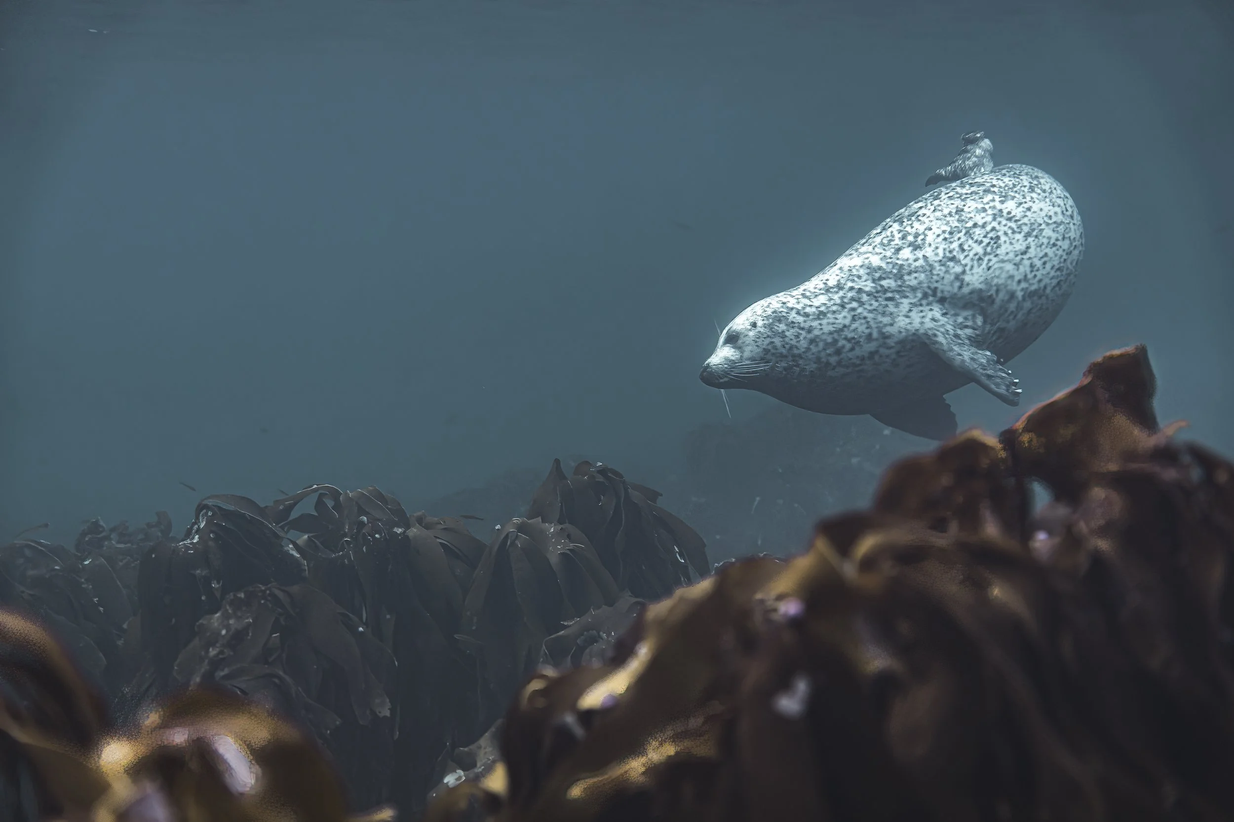 Seal Kelp.jpg
