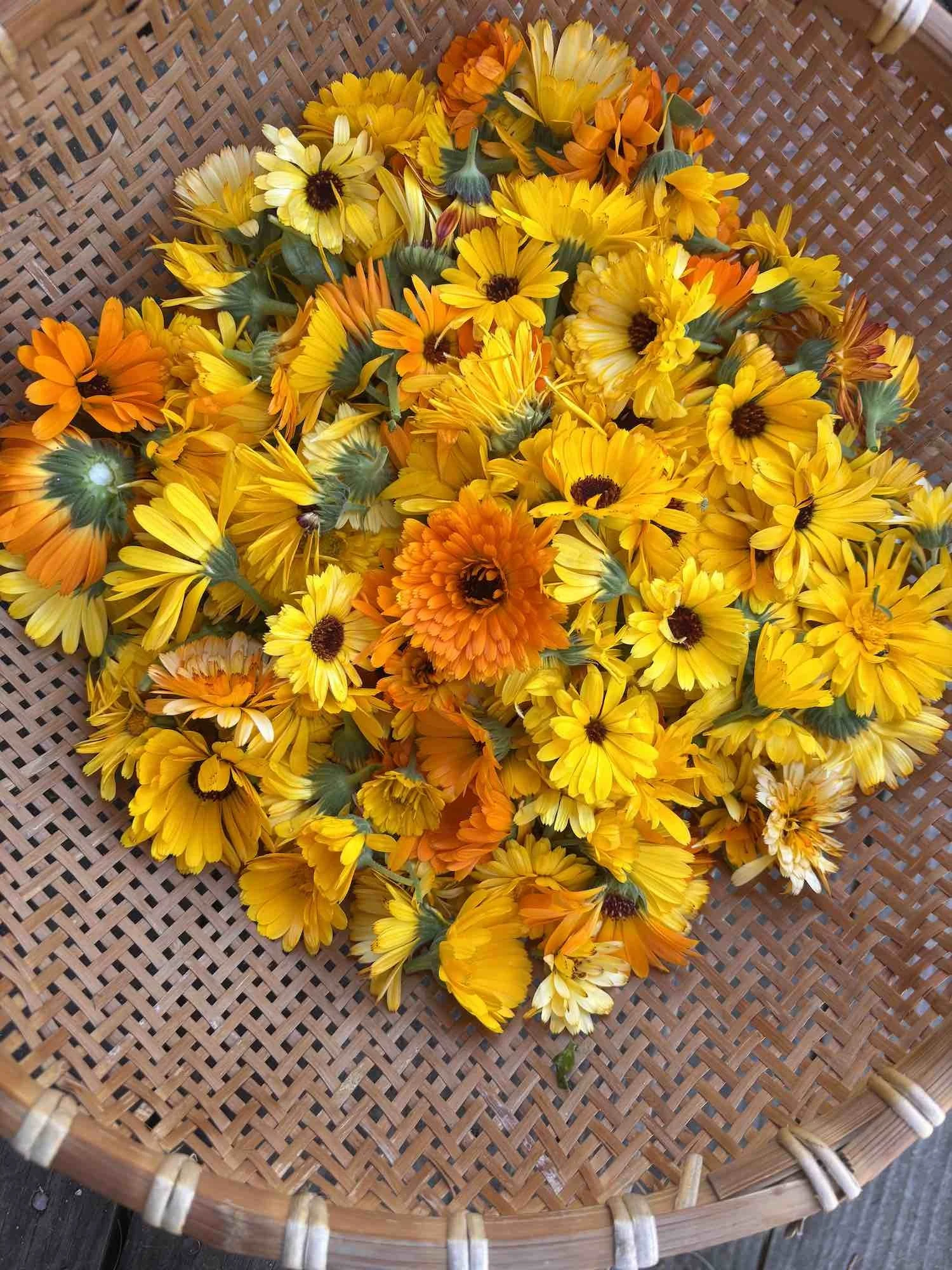 calendula basket.jpg
