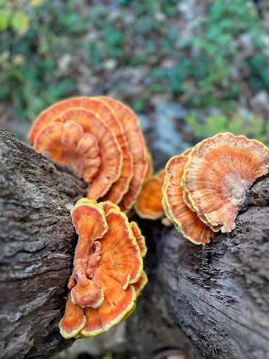 mushroom4.jpeg