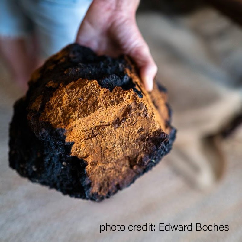 Chaga by edward Boches2.jpg