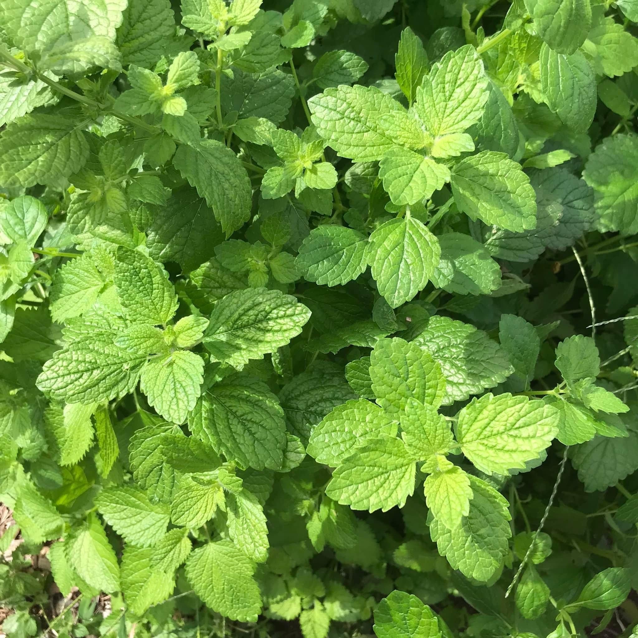 nettle.jpeg