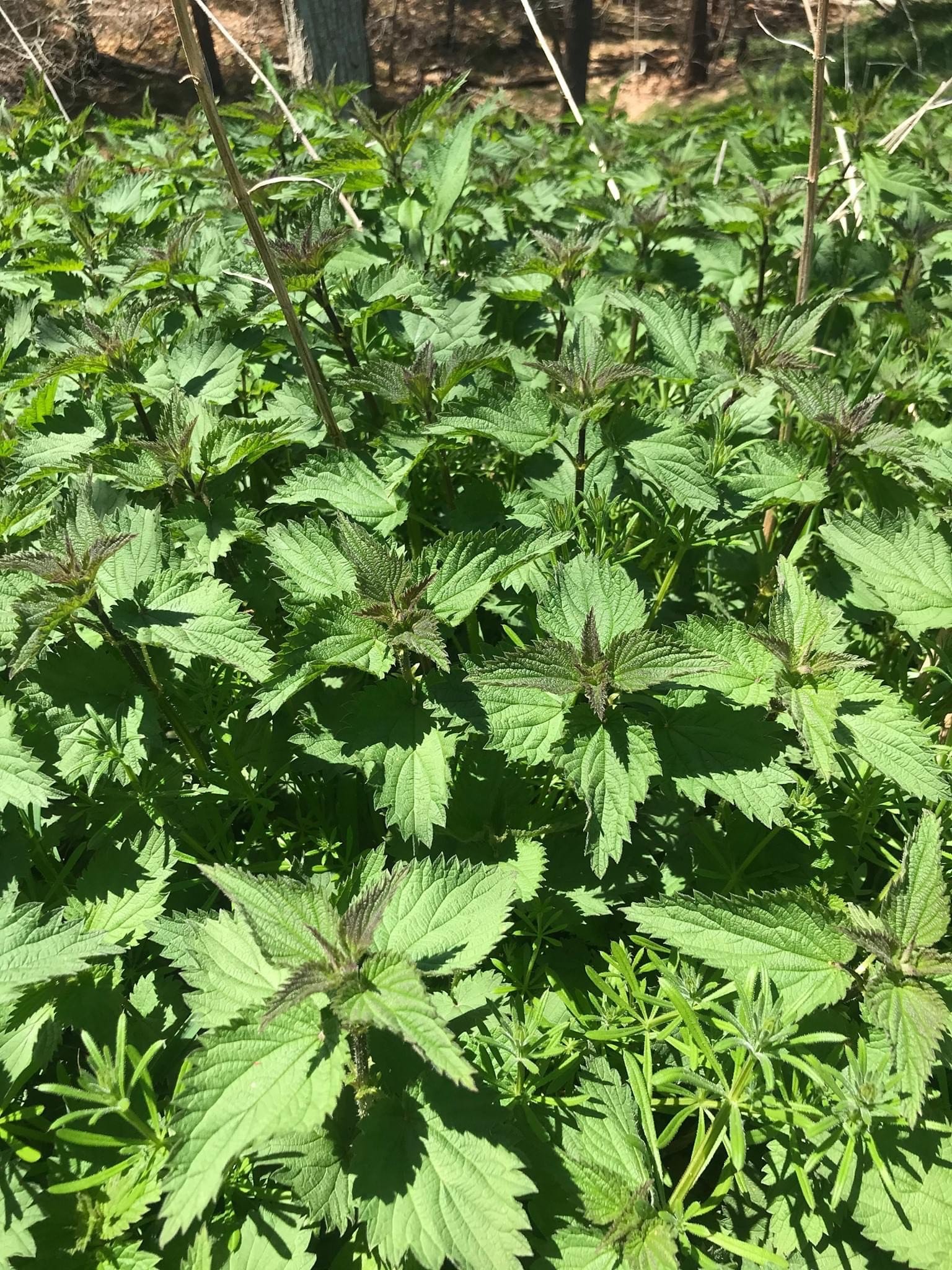 nettle.jpeg